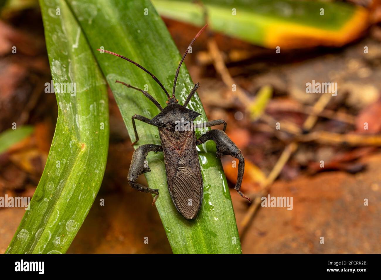 Bug con zampe a foglia (Anoplocnemis madagascariensis), insetto Tsingy de Bemaraha, animale selvatico del Madagascar Foto Stock