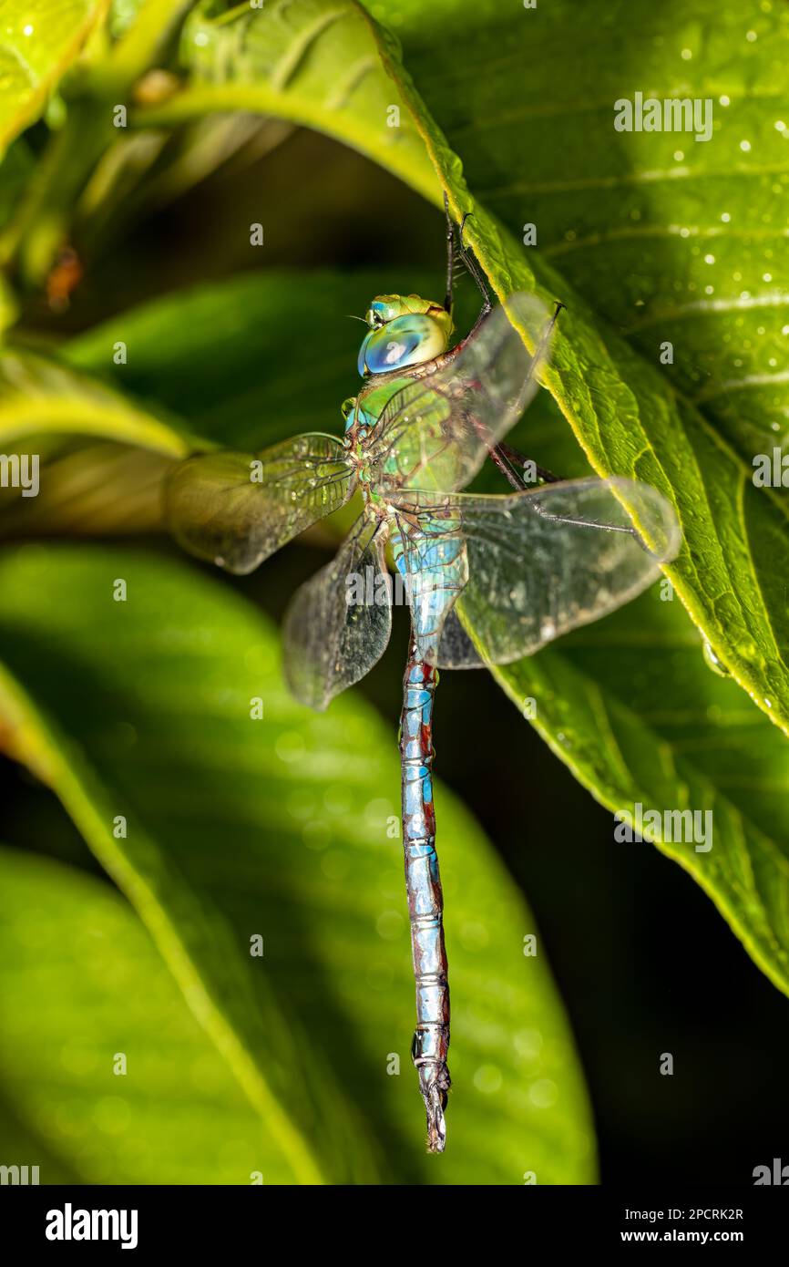 Madagascar Imperatore libellula (Anax tumororier) genere di libellule della famiglia Aeshnidae, Tsingy de Bemaraha, animale animale animale di fauna selvatica del Madagascar Foto Stock