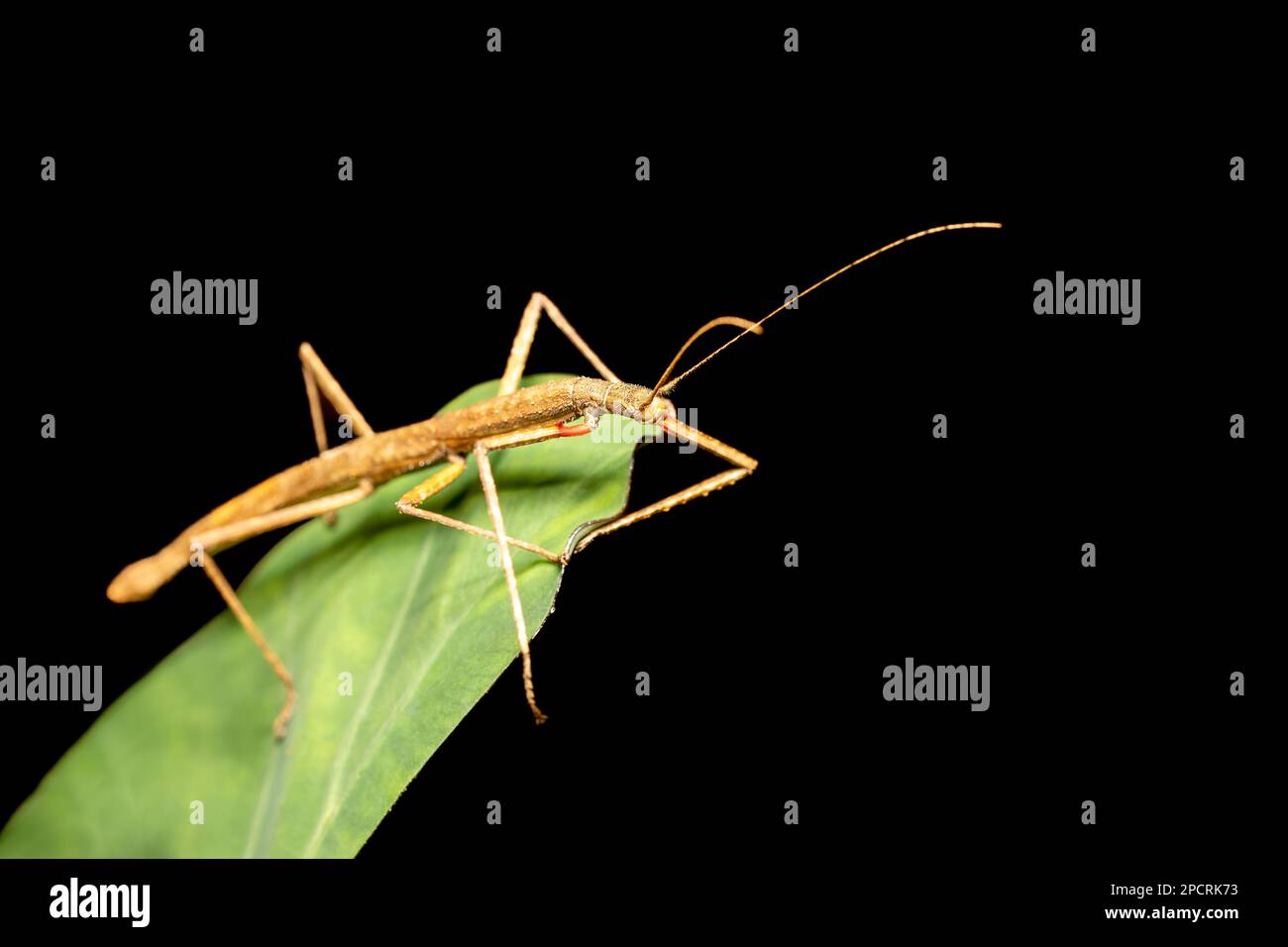 Insetto di bastone con alette rosa o insetto di bastone del Madagascar (Sipyloidea sipylus), specie di insetto di phasmid del genere Sipyloidea. Analamazaotra National Pa Foto Stock