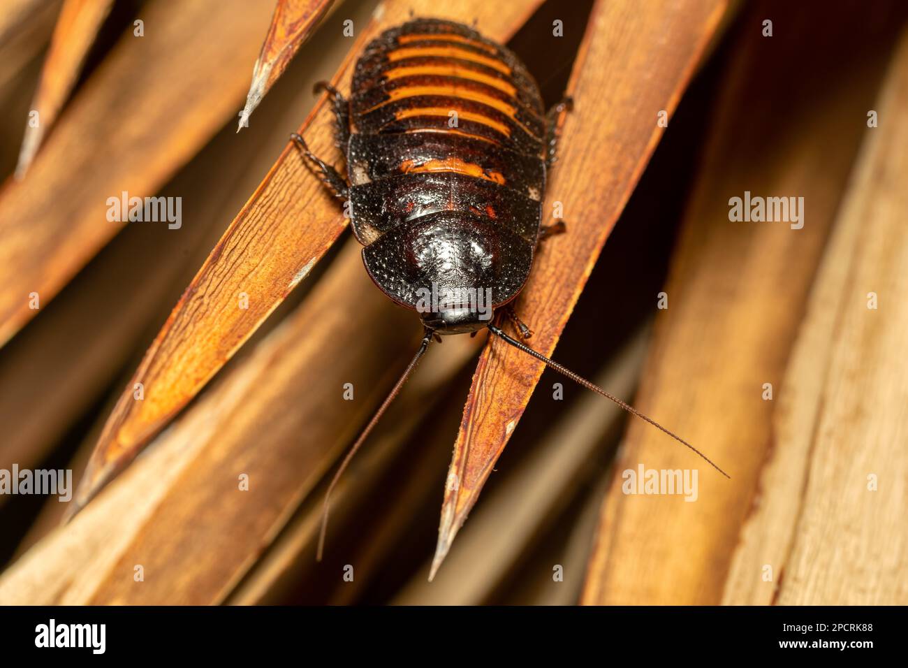 Lo scarafaggio sibilante malgascio (Gromphadorhina portentosa), noto come scarafaggio sibilante o sisser, è una delle più grandi specie di scarafaggio insetto, Isa Foto Stock