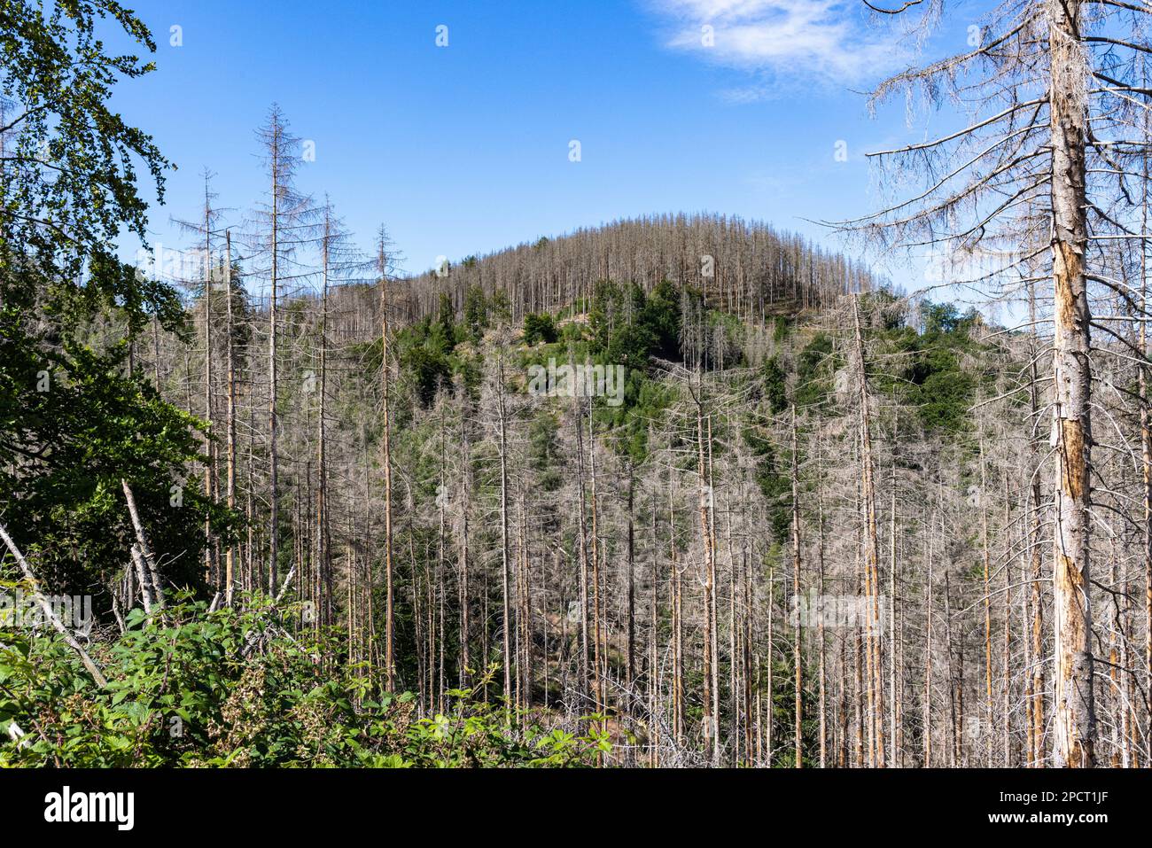 Impressionen aus Ilsenburg Harz und Umgebung Foto Stock