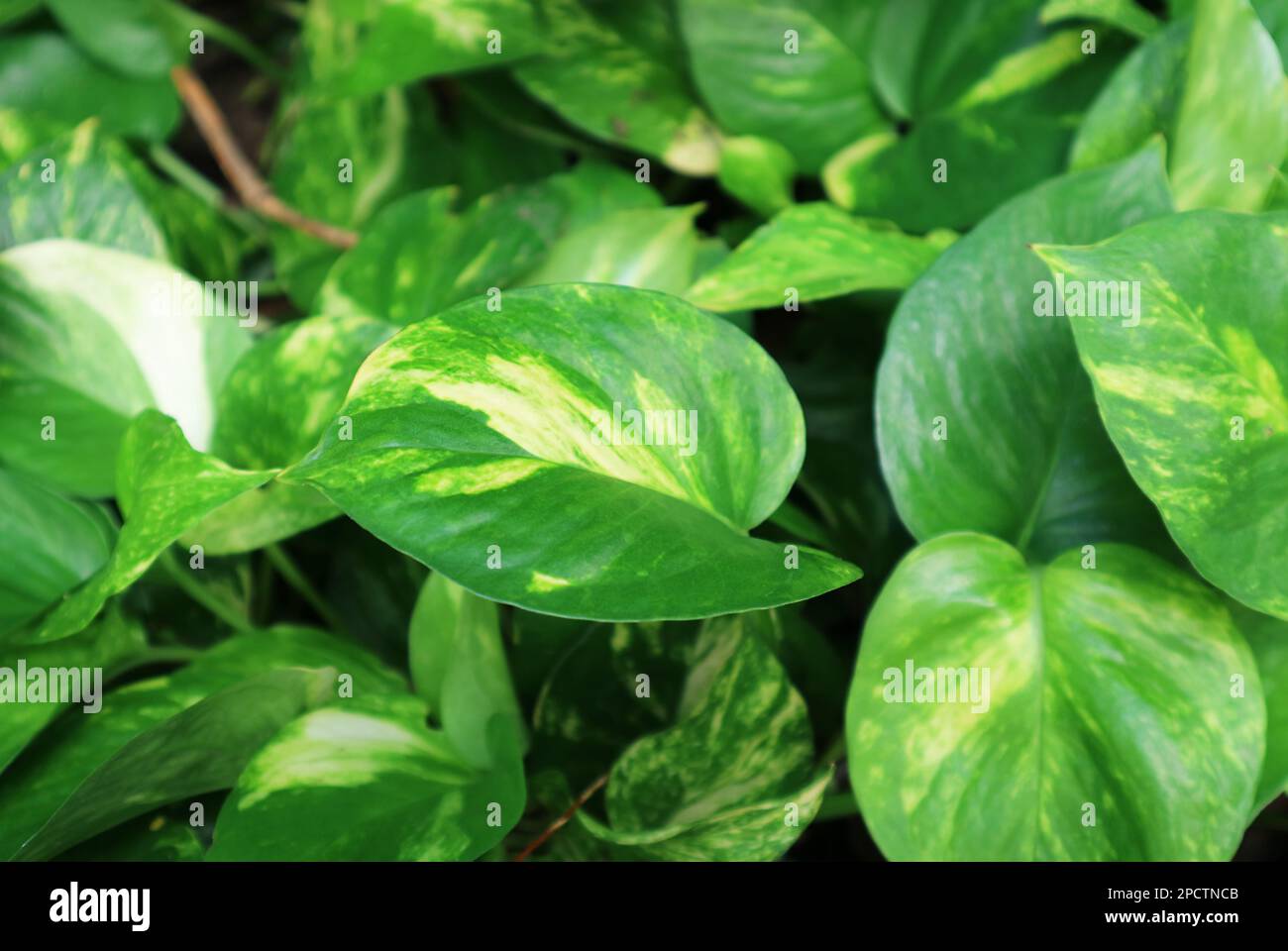 Primo piano delle vivaci piante di Ivy del Diavolo Verde che crescono nel Giardino Foto Stock