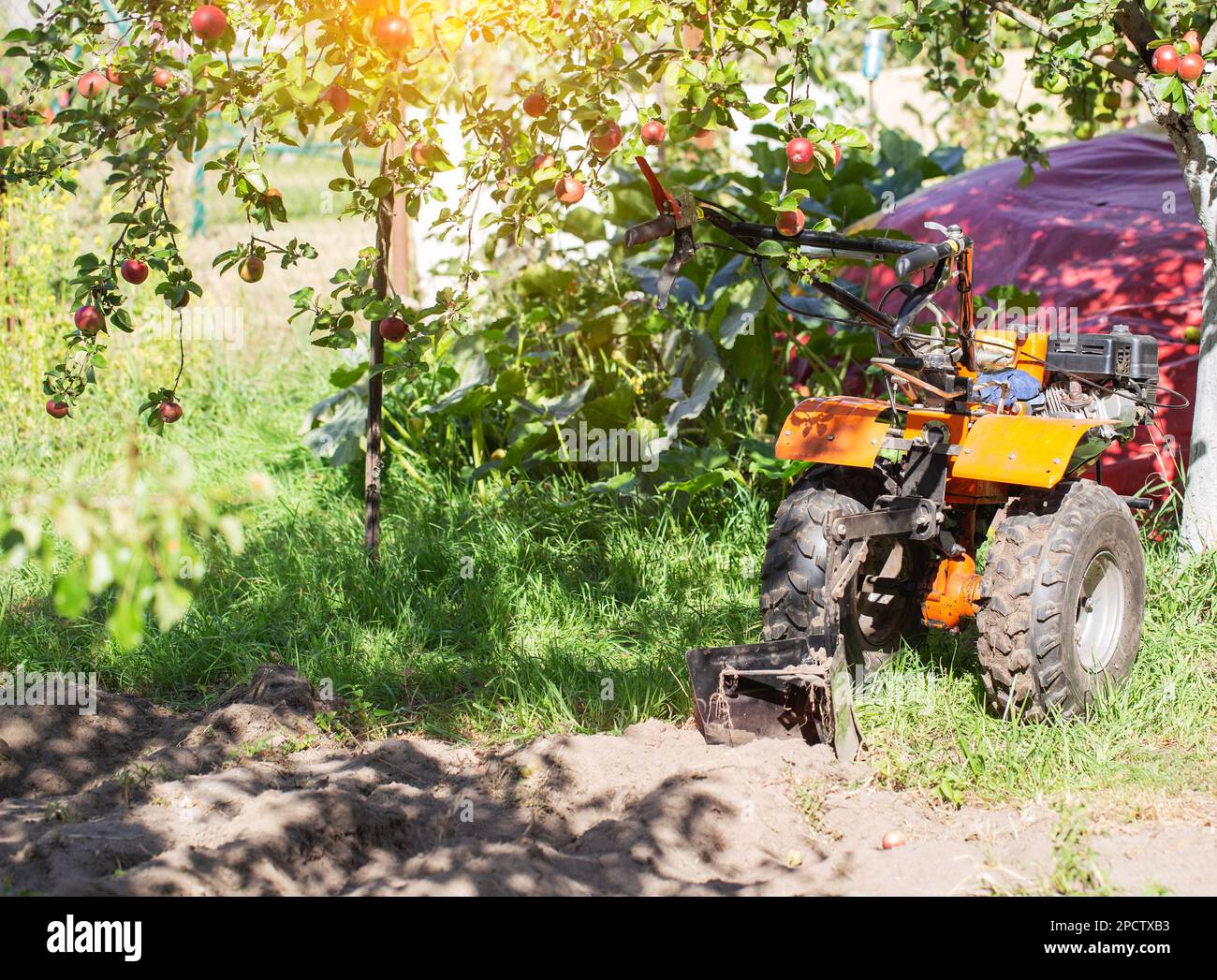Un trattore multifunzionale a piedi si trova sotto un melo in estate con il sole, industria. Tecnica per assistenza in agricoltura. Foto Stock