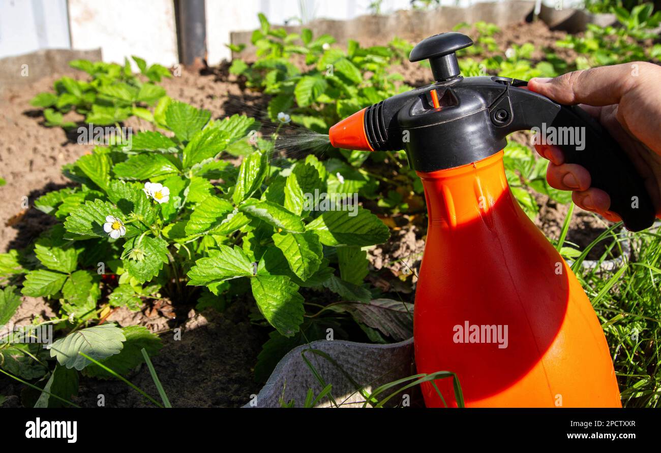 Spruzzare fragole con acido borico e iodio durante la fioritura per l'ovaio e sbarazzarsi di malattie e parassiti. Fotosintesi Foto Stock