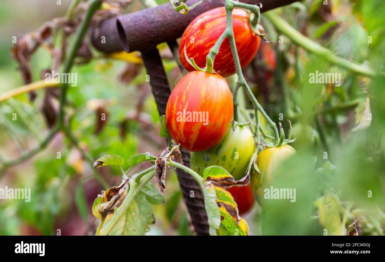 Pomodori rossi con cova gialla sotto forma di uovo di Pasqua. Una varietà di pomodoro che non ha paura della malattia. Primo piano Foto Stock