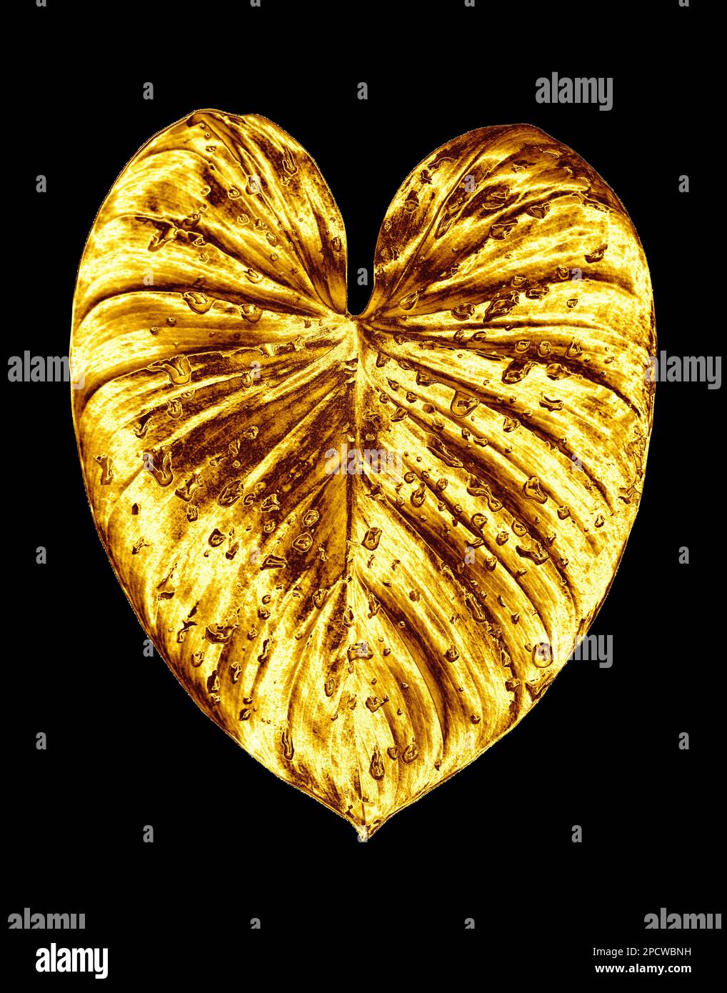 Foglia d'oro, gocce d'acqua sfondo nero isolato primo piano, foglie d'oro, fogliame giallo di metallo, illustrazione petalo, elemento decorativo di disegno della pianta Foto Stock