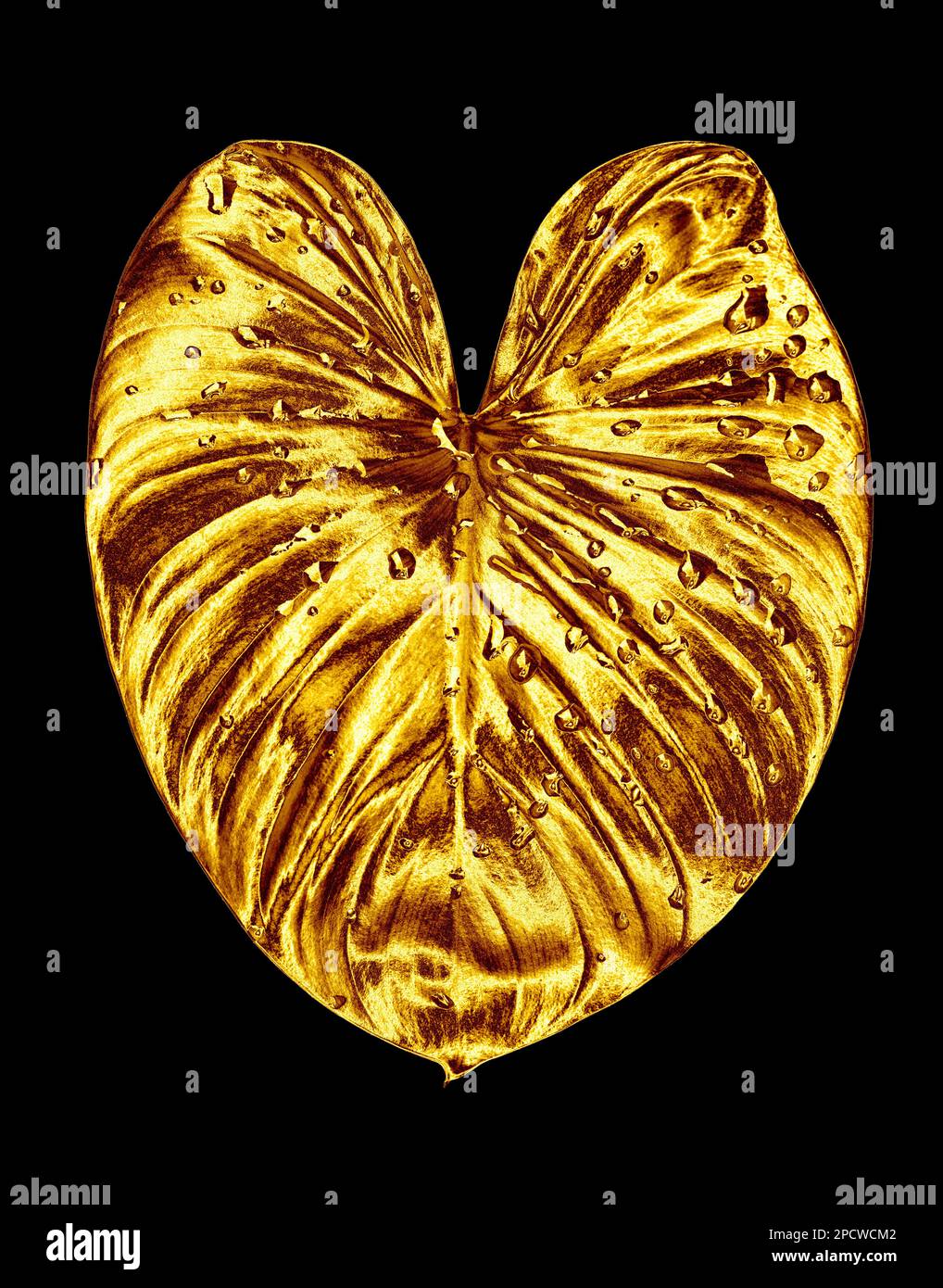 Foglia d'oro, gocce d'acqua sfondo nero isolato primo piano, foglie d'oro, fogliame giallo di metallo, illustrazione petalo, elemento decorativo di disegno della pianta Foto Stock