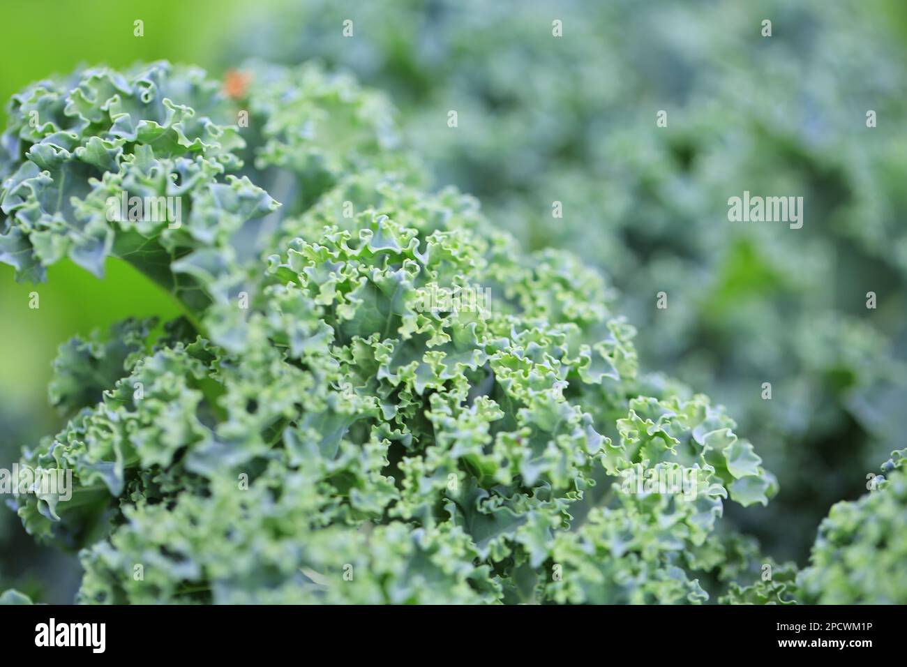 primo piano della foglia di kale in macro shot Foto Stock