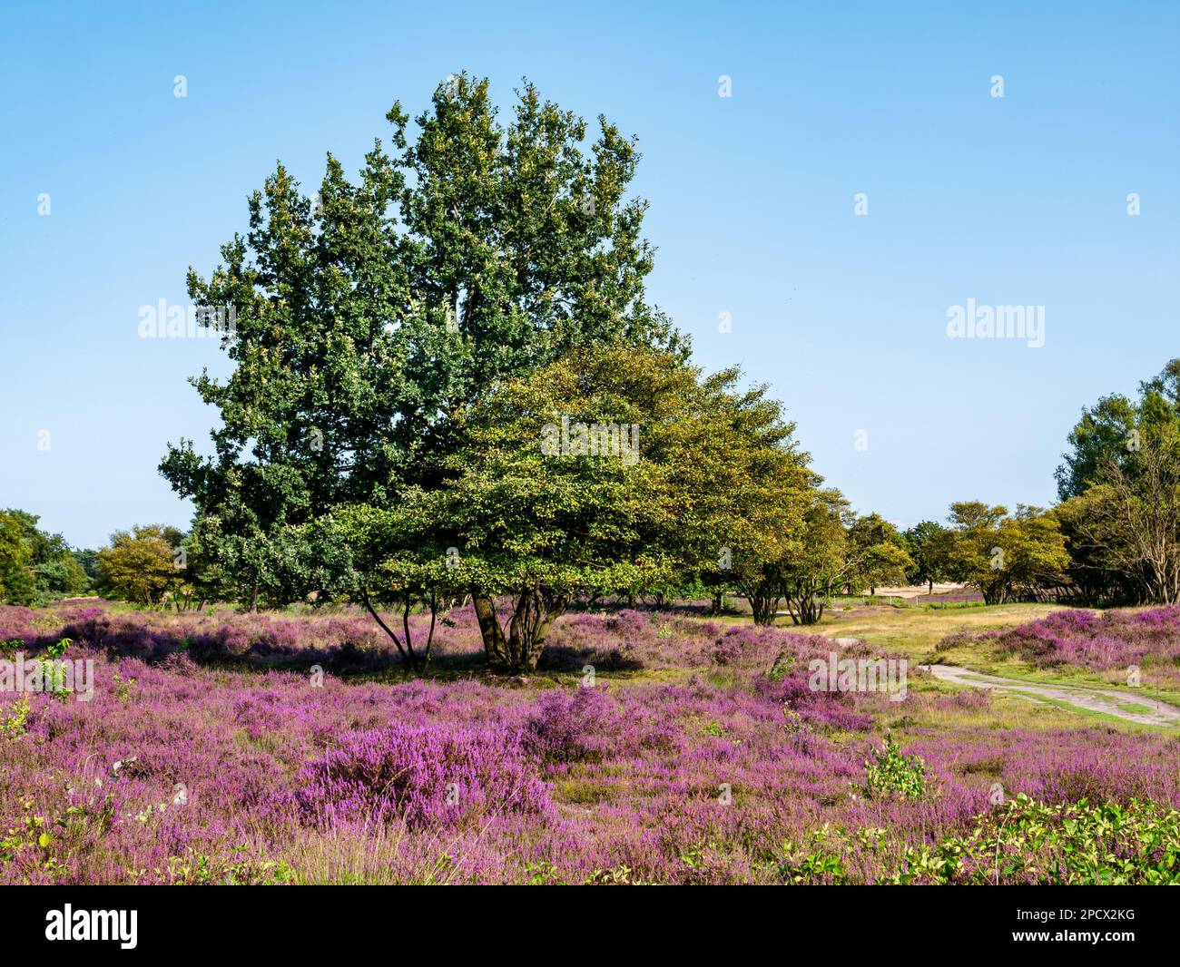 Heather in fiore nella riserva naturale Zuiderheide brughiera vicino Hilversum, het Gooi, Paesi Bassi Foto Stock