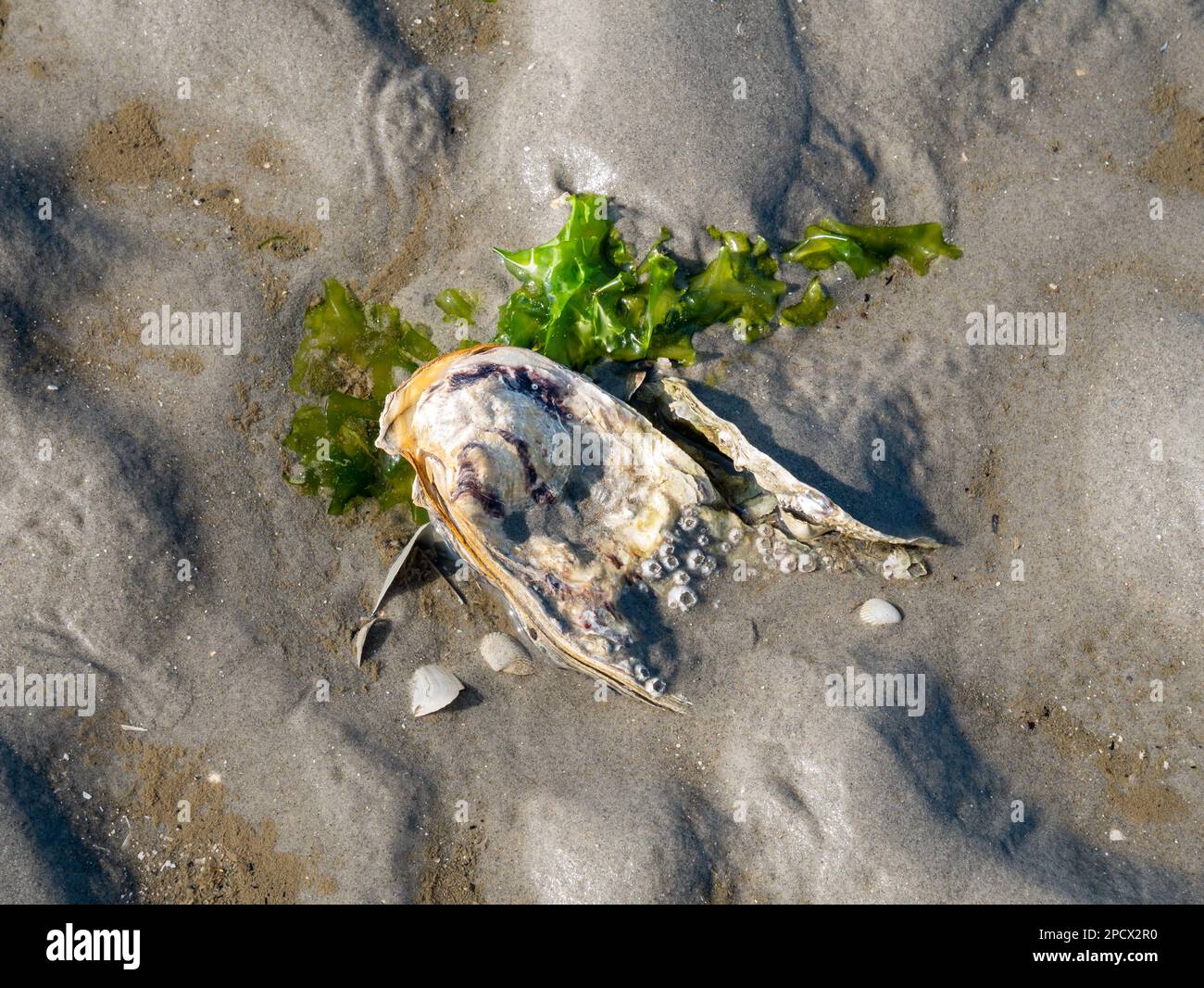 Ostriche giapponesi o del Pacifico con barnacoli e pezzo di lattuga di mare sulla sabbia alla bassa marea di Waddensea, Paesi Bassi Foto Stock