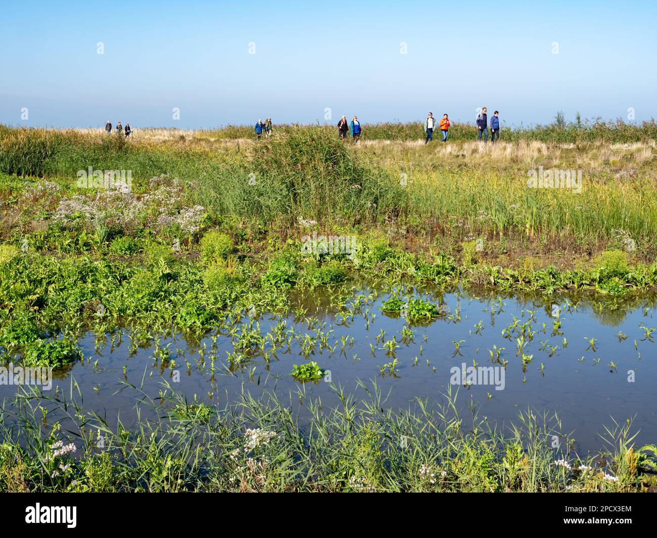 Persone che camminano e paludi d'acqua dolce sull'isola di Marker Wadden, Paesi Bassi Foto Stock