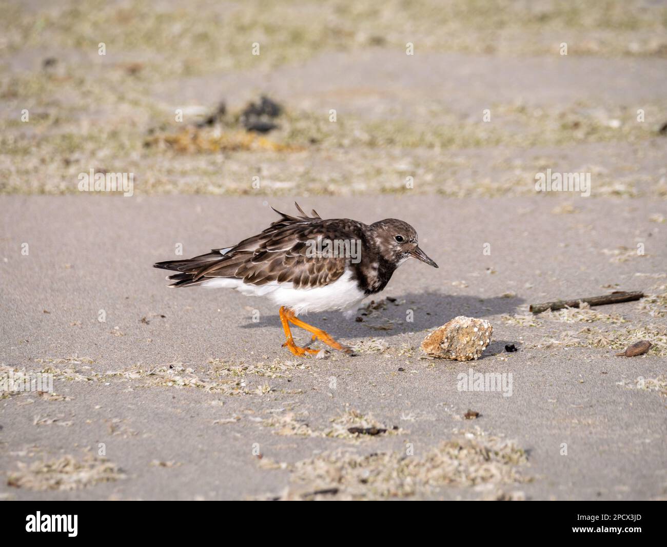 Ruddy pietra, Arenaria interpres, adulto in non allevamento piume camminare sulla sabbia di Scheveningen spiaggia, Paesi Bassi Foto Stock