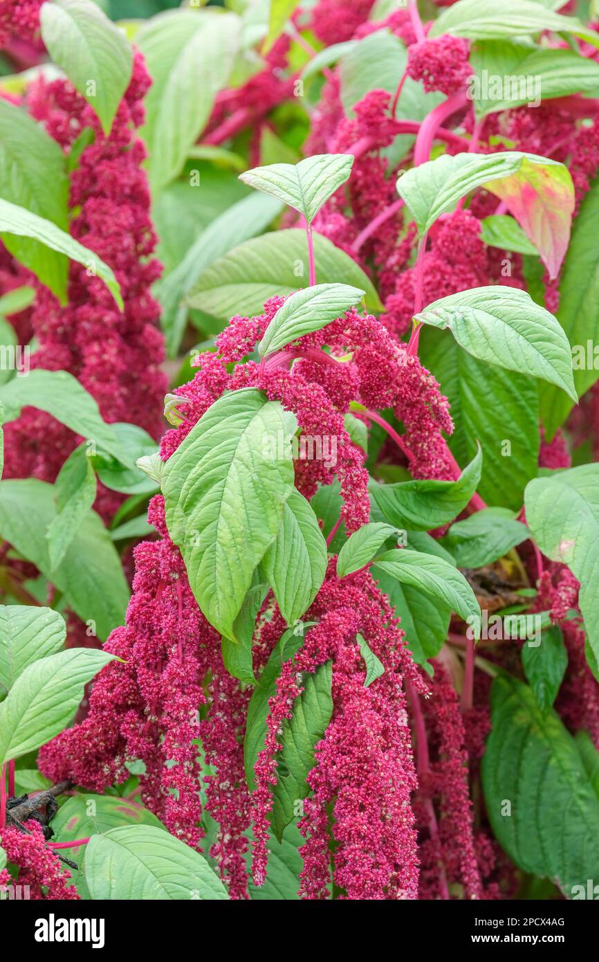 Amaranthus caudatus, love-lies-bleeding, annuale, cremisi/porpora taselli consiste di fiori strettamente imballati Foto Stock