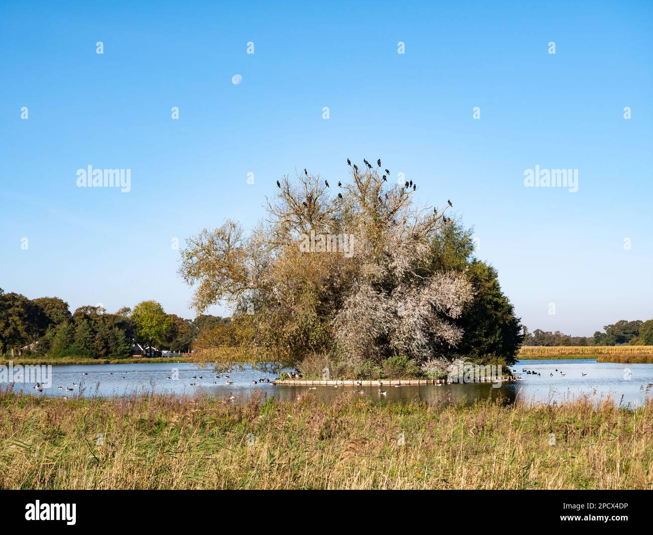 Lago con cormorani, oche e anatre nella riserva naturale Dakhorst, Wierden, Overijssel, Paesi Bassi Foto Stock