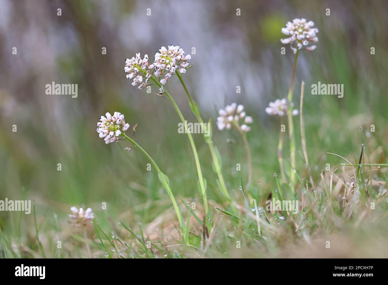 Thlaspi Caerulescens, chiamato anche Noccea Caerulescens, comunemente noto come Pennycress alpino o pennygrass alpino, fiore di primavera selvatico dalla Finlandia Foto Stock