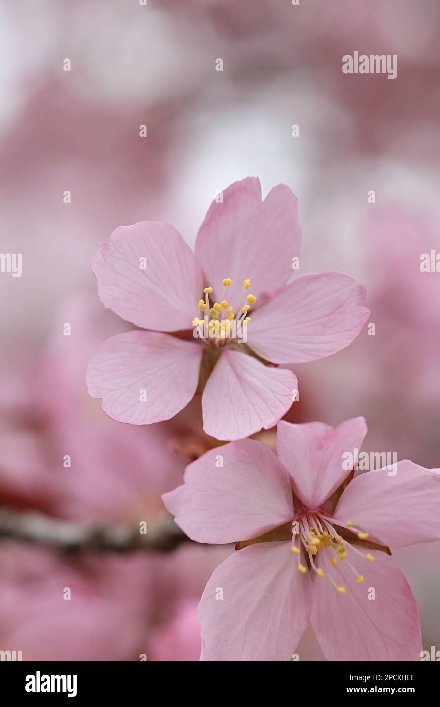 Prunus sargentii, comunemente noto come Sargent della ciliegia o Nord giapponese cherry hill Foto Stock