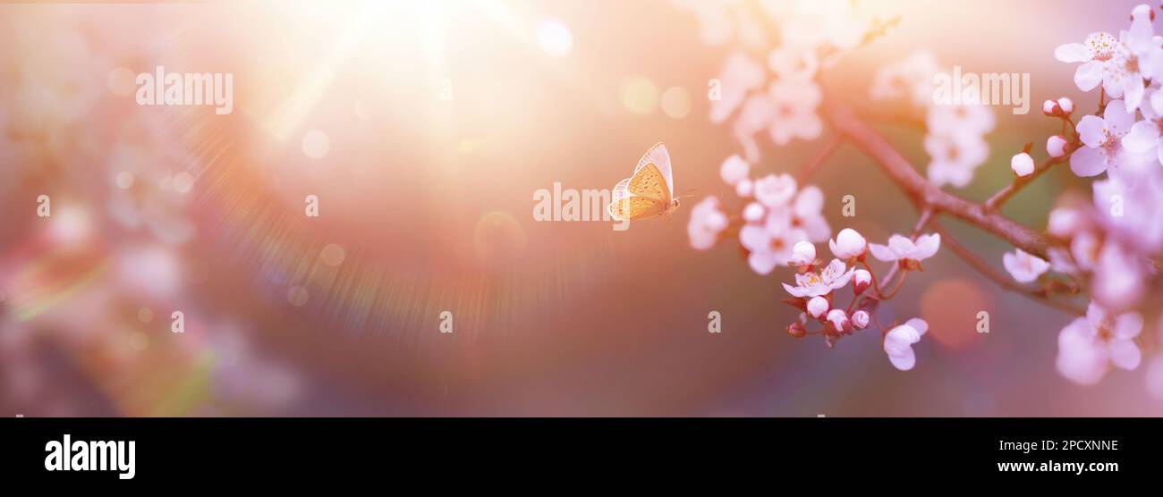 Fiori di primavera d'arte e farfalla di mosca; fiori di ciliegio sopra con luce solare sfocata sfondo - la natura di Pasqua Foto Stock