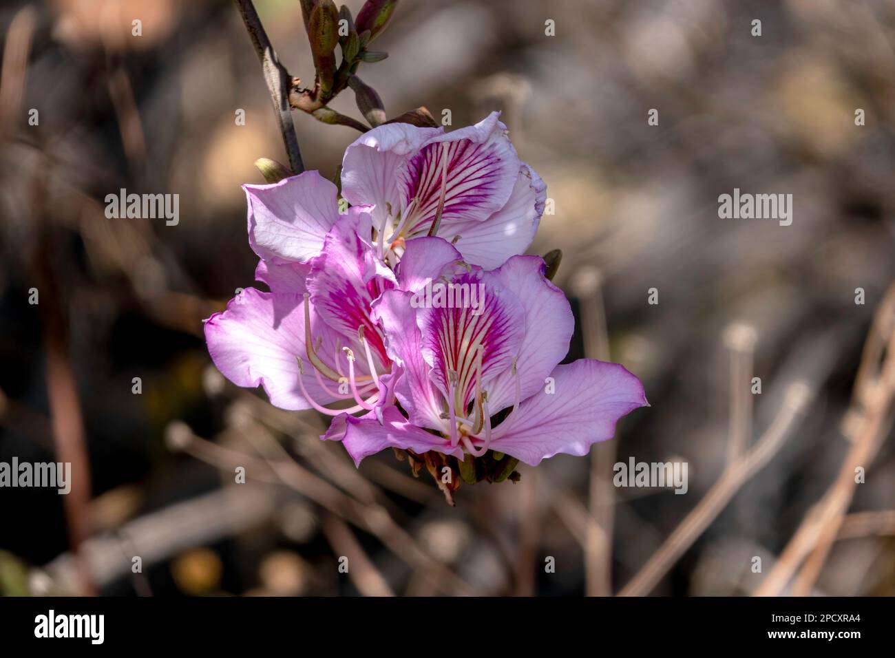 Fiori rosa dell'albero di Bauhinia primo piano. Albero di orchidea fiorente al sole Foto Stock