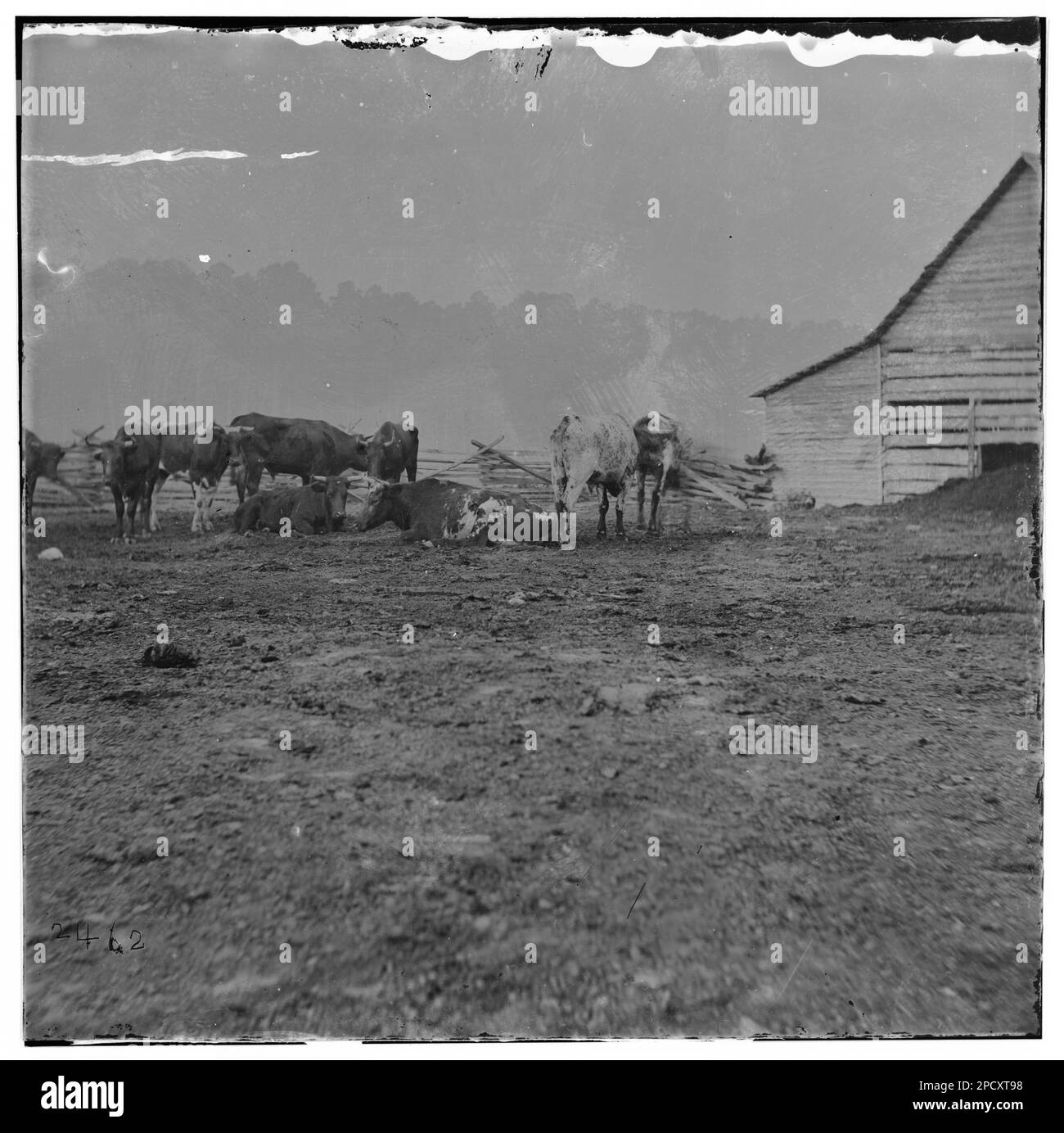 City Point, Virginia. Bestiame per l'esercito del Potomac. Fotografie della guerra civile, 1861-1865 . Stati Uniti, Storia, Guerra civile, 1861-1865. Foto Stock
