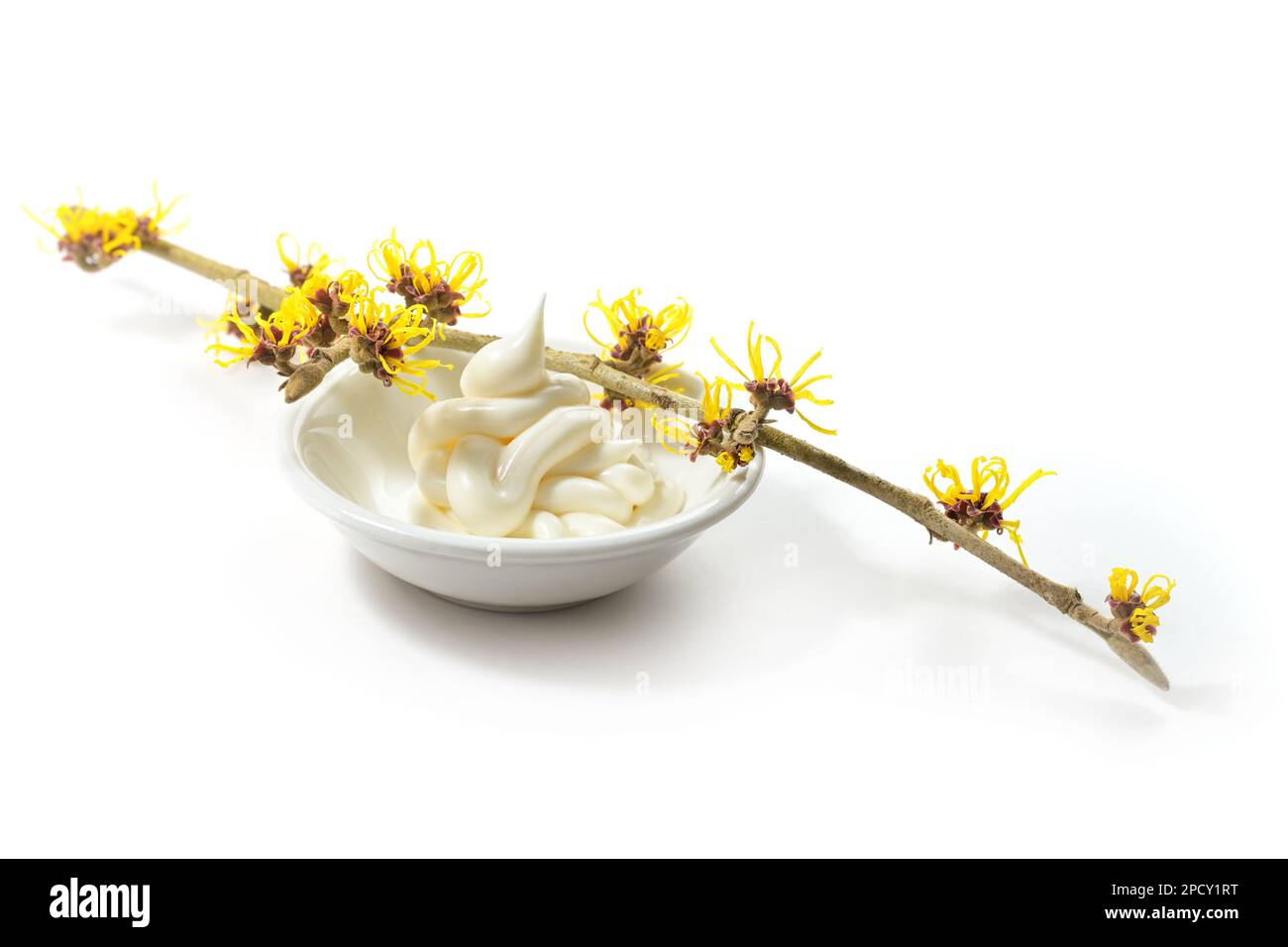 Rametto di fioriture di nocciola (hamamelis) su una piccola ciotola con crema per la cura della pelle, cosmetici dalla natura, isolato con ombre su sfondo bianco, COP Foto Stock