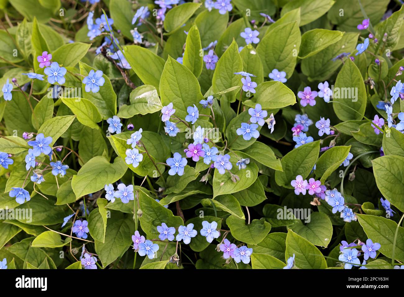 Omphalodes verna, comunemente noto come Navelwort, blue-eyed mary o Creeping navelwort Foto Stock