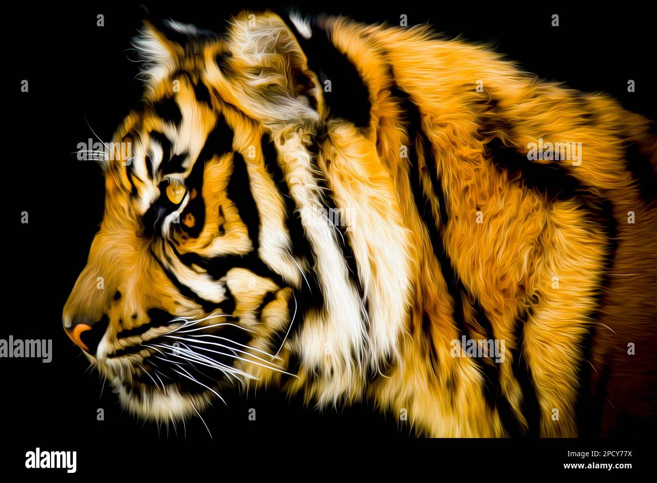 Ritratto della tigre di Sumatra (in cattività) Foto Stock