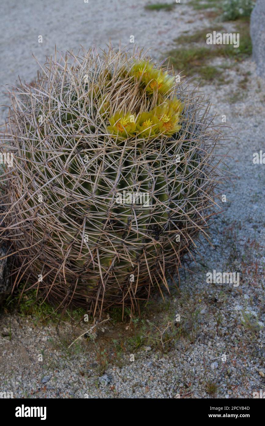 Cactus del deserto in fiore nel deserto del Borrego Foto Stock