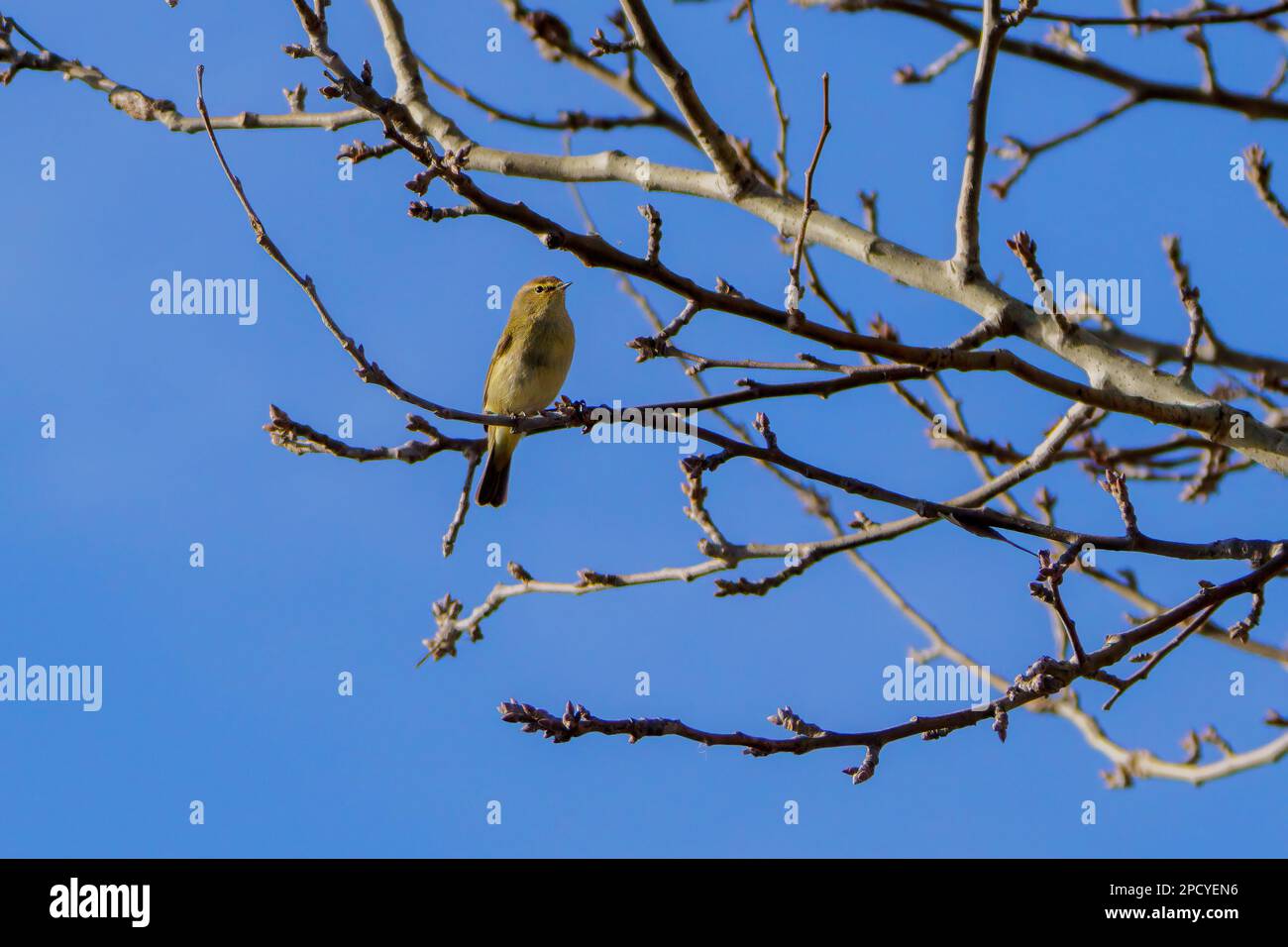 Pappagallo arroccato su rami di alberi senza foglie in autunno Foto Stock