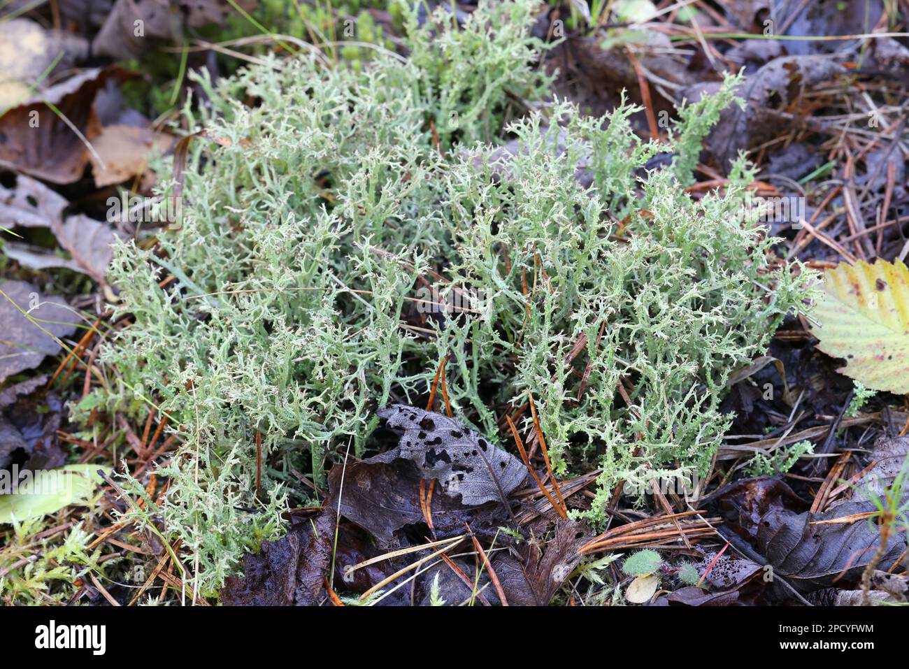 Cladonia crispata, comunemente nota come lichen organo-tubo, licheni che portano la coppa dalla Finlandia Foto Stock