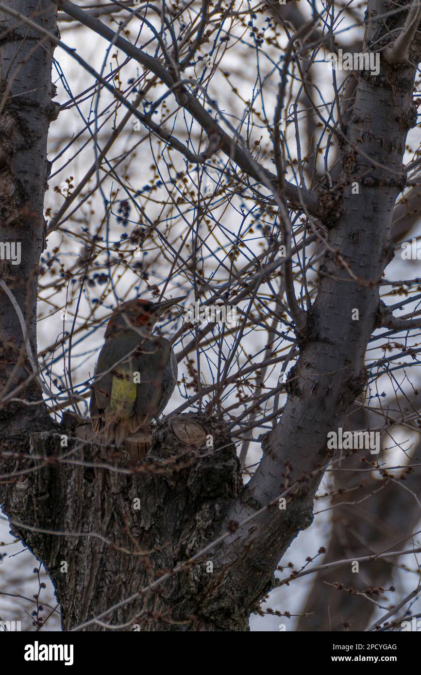 Pappagallo arroccato su rami di alberi senza foglie in autunno Foto Stock