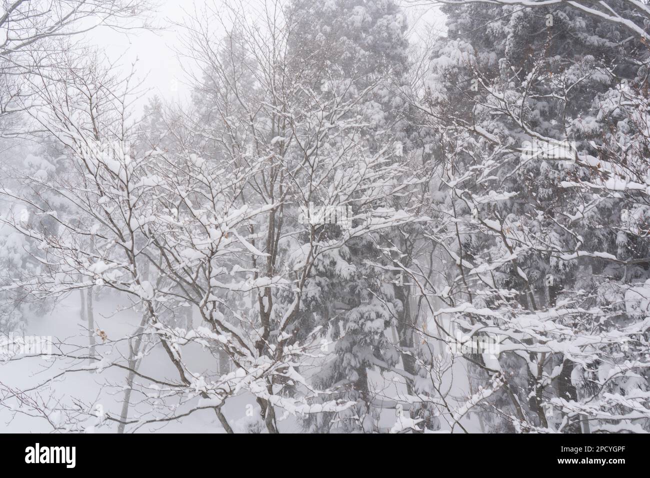 Alberi coperti di neve in Giappone Foto Stock