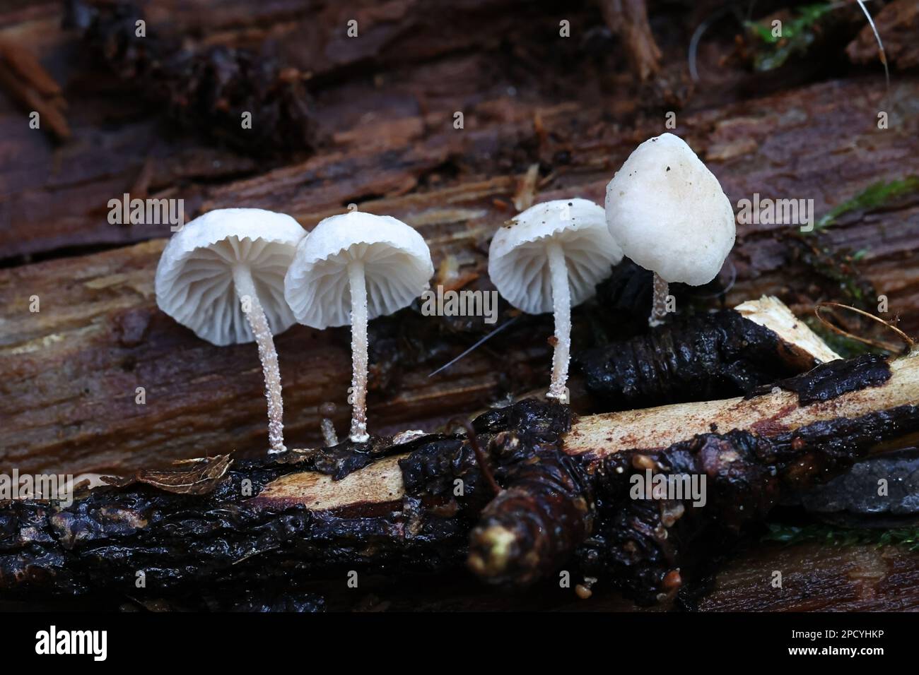 Marasmiellus ramealis, comunemente noto come Twig Parachute, fungo selvatico dalla Finlandia Foto Stock
