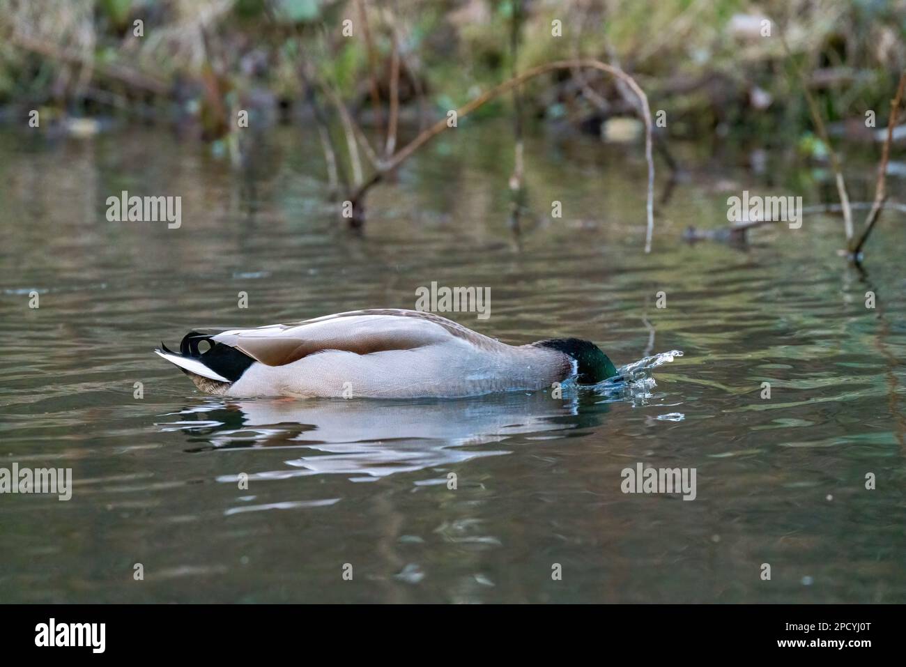 Anatra con la sua testa sotto l'acqua alla ricerca di cibo nel lago Foto Stock