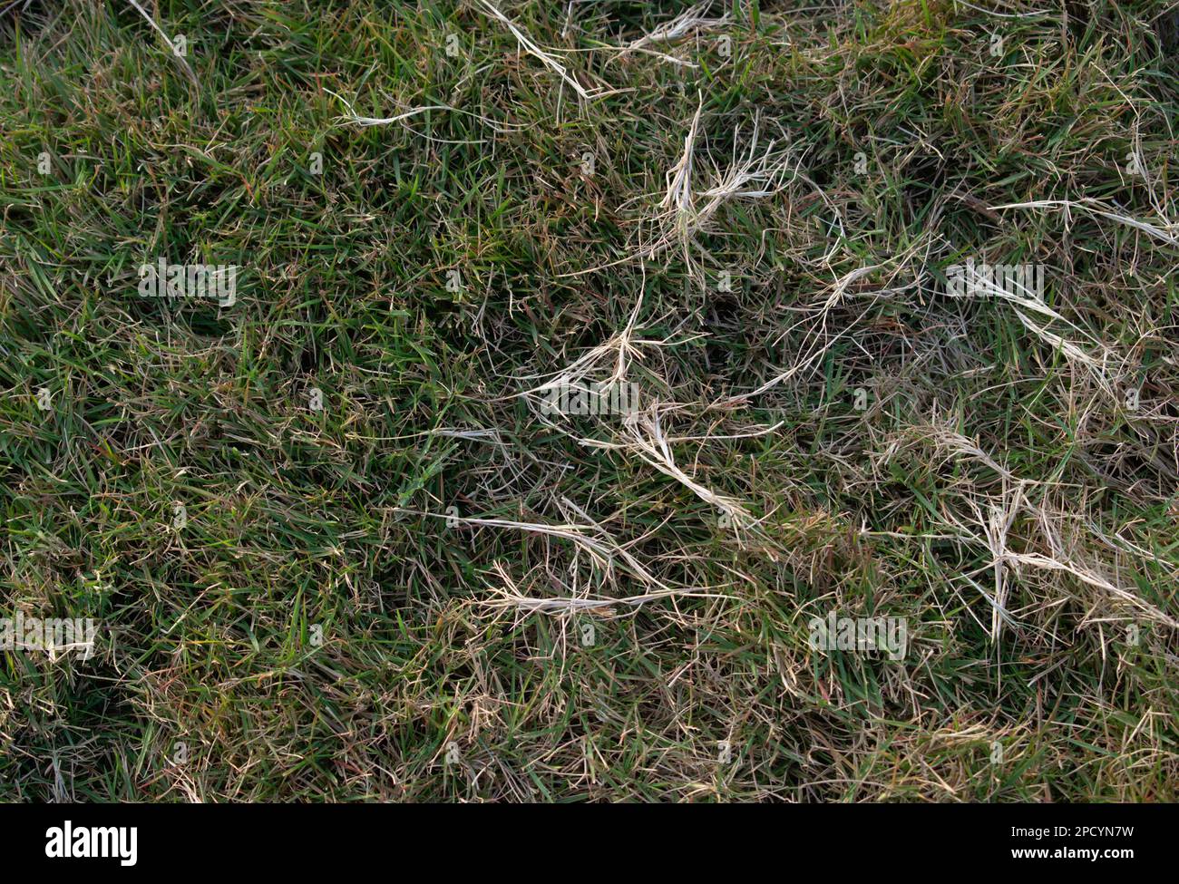 Lascia stretto erba crescente Fotografia Foto Stock