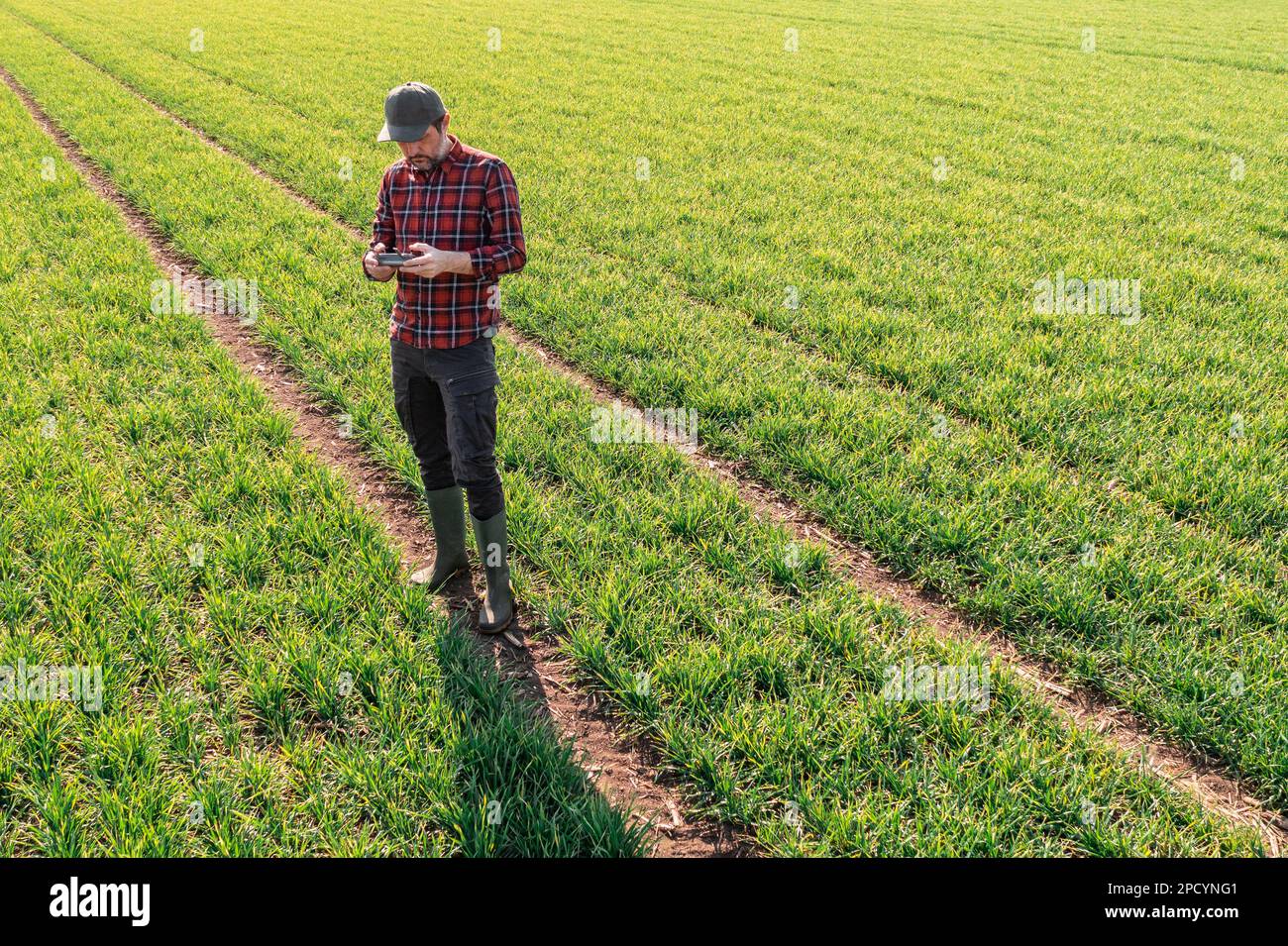 Agricoltura intelligente - contadino che utilizza il telecomando per far volare il drone agricolo e osservare il campo di grano coltivato, il drone pov Foto Stock