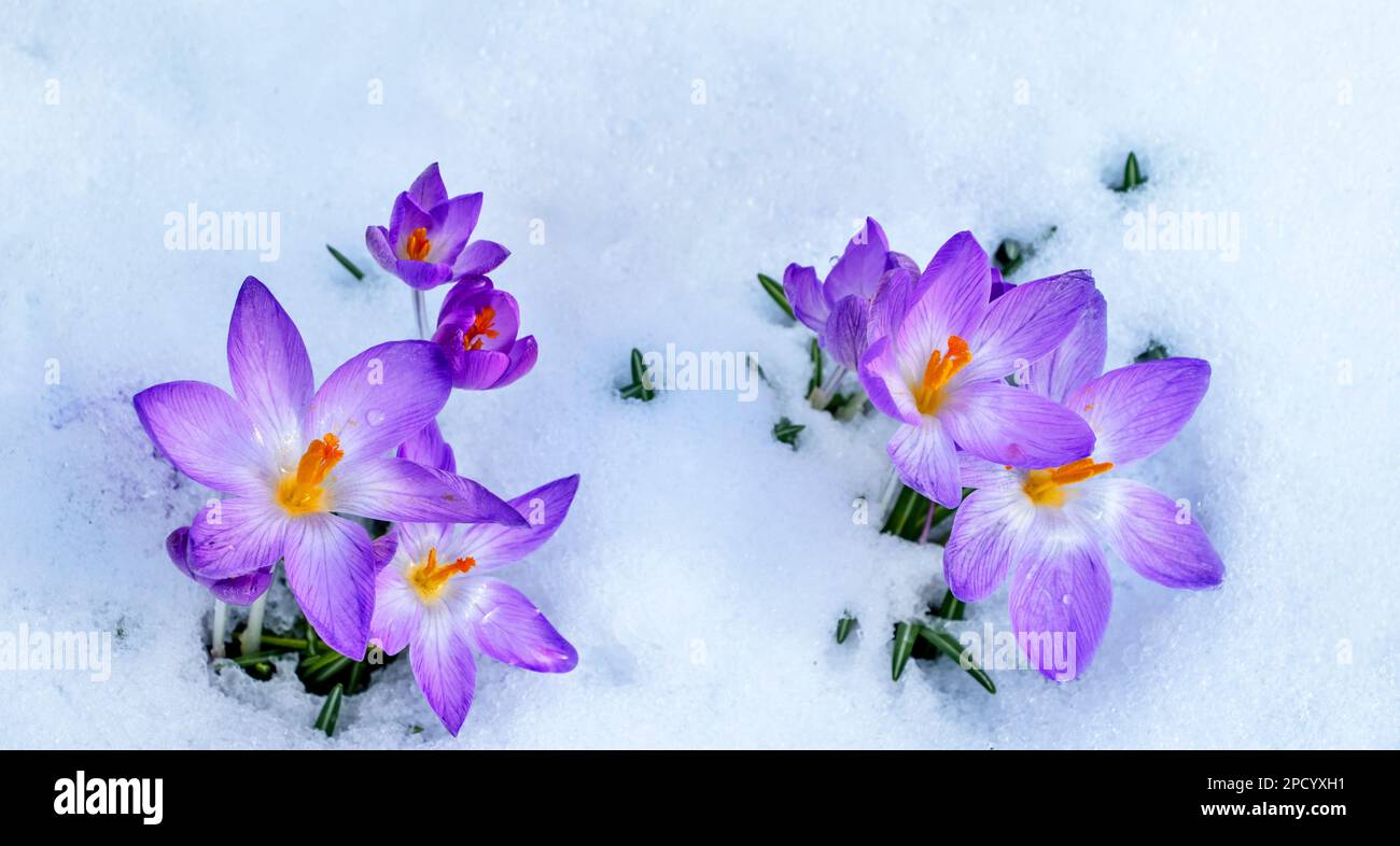 Fiori viola Crocus nella neve d'inverno Foto Stock