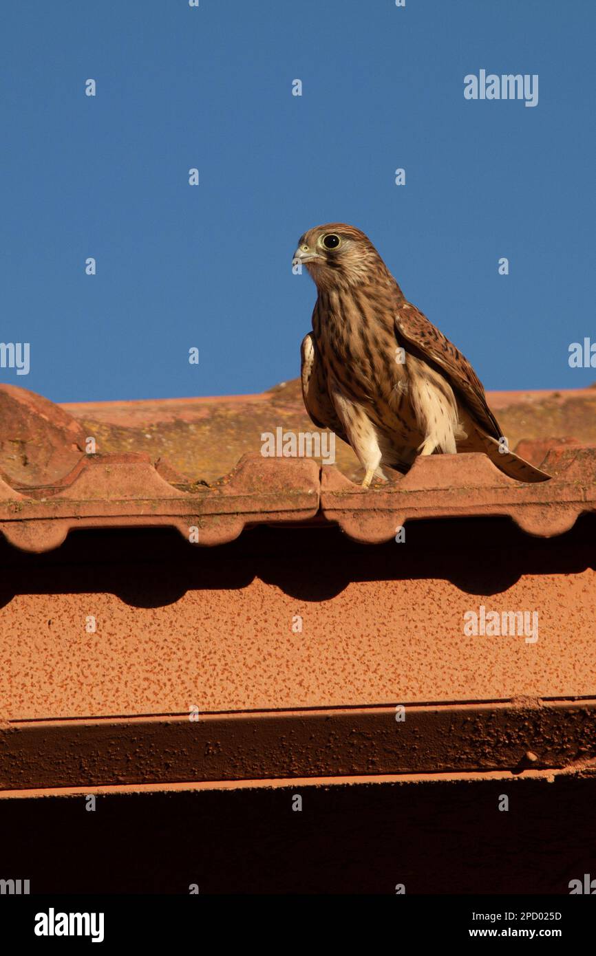 Il gheppio (Falco tinnunculus) è un uccello della famiglia dei Falconidi. È anche noto come t Foto Stock