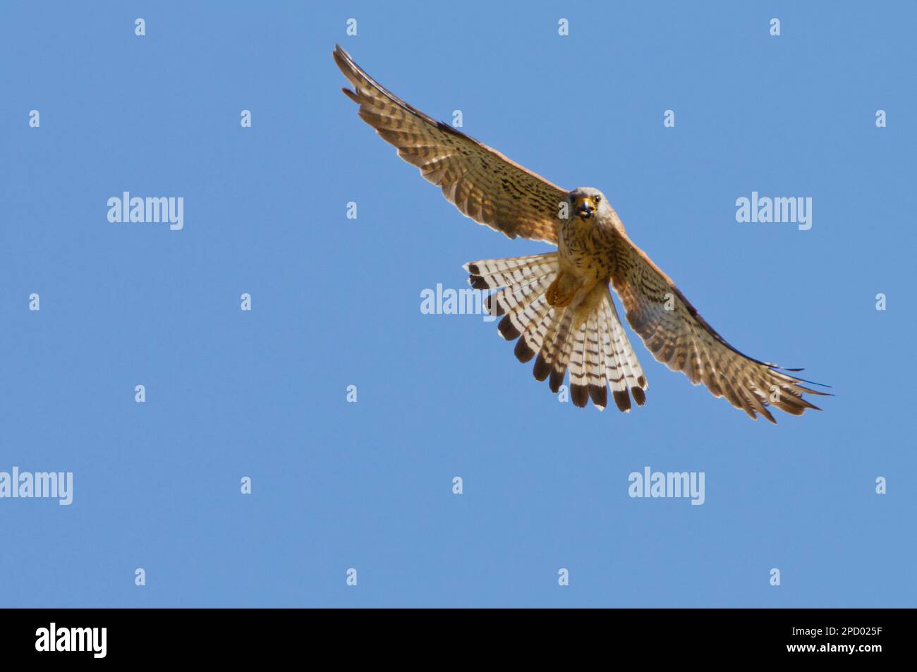 Il gheppio (Falco tinnunculus) è un uccello della famiglia dei Falconidi. È anche noto come t Foto Stock