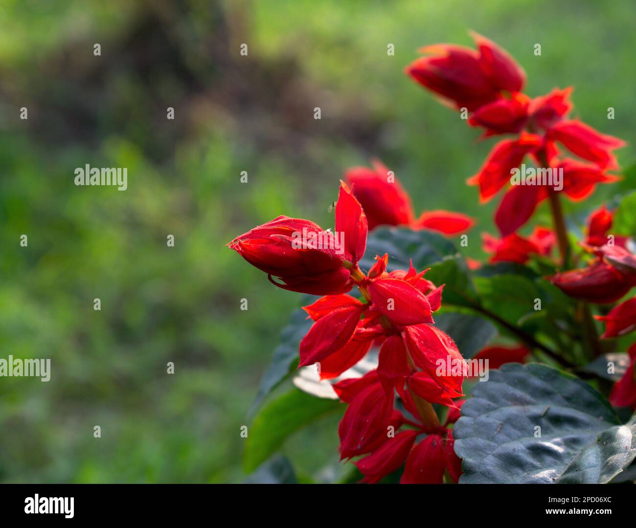Un primo piano di fiori di Celosia rossa con spazio di copia sfondo o sfondo Foto Stock