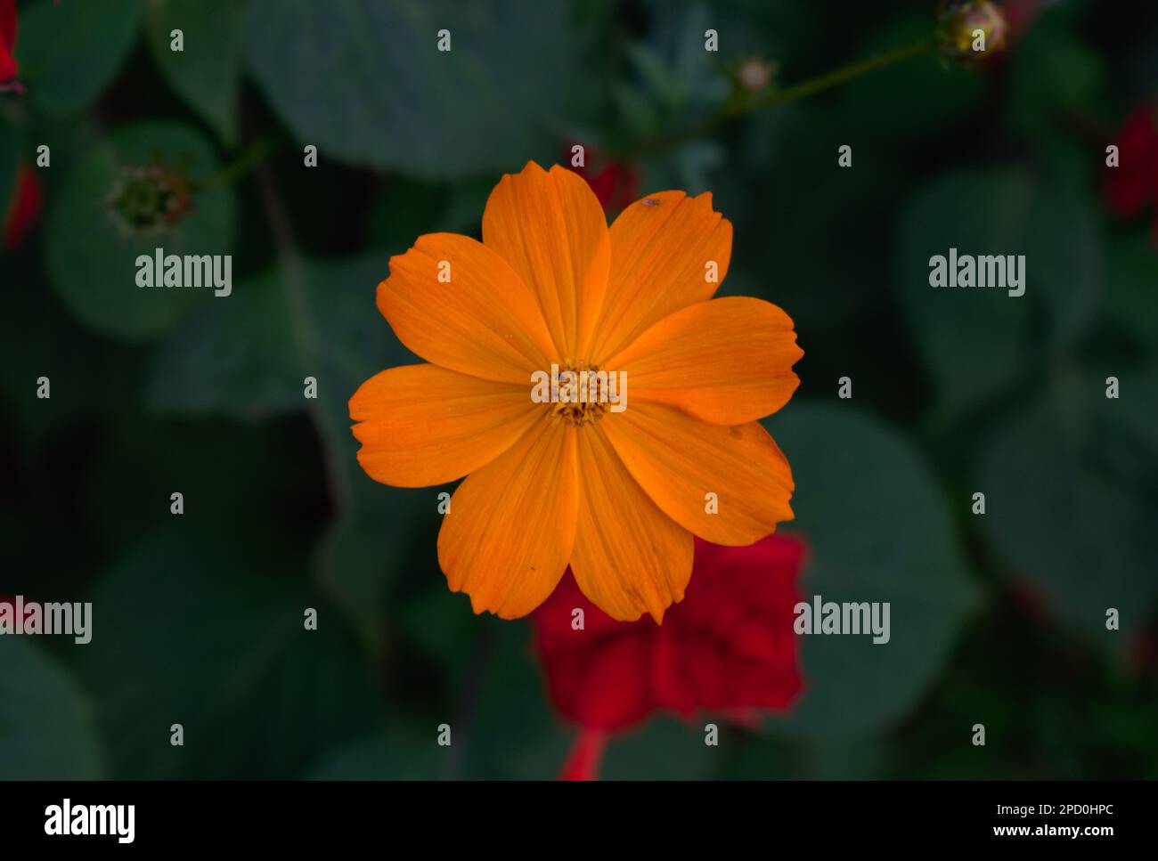 COSMOS Bipinnatus nel Giardino Fotografia Paesaggio Foto Stock