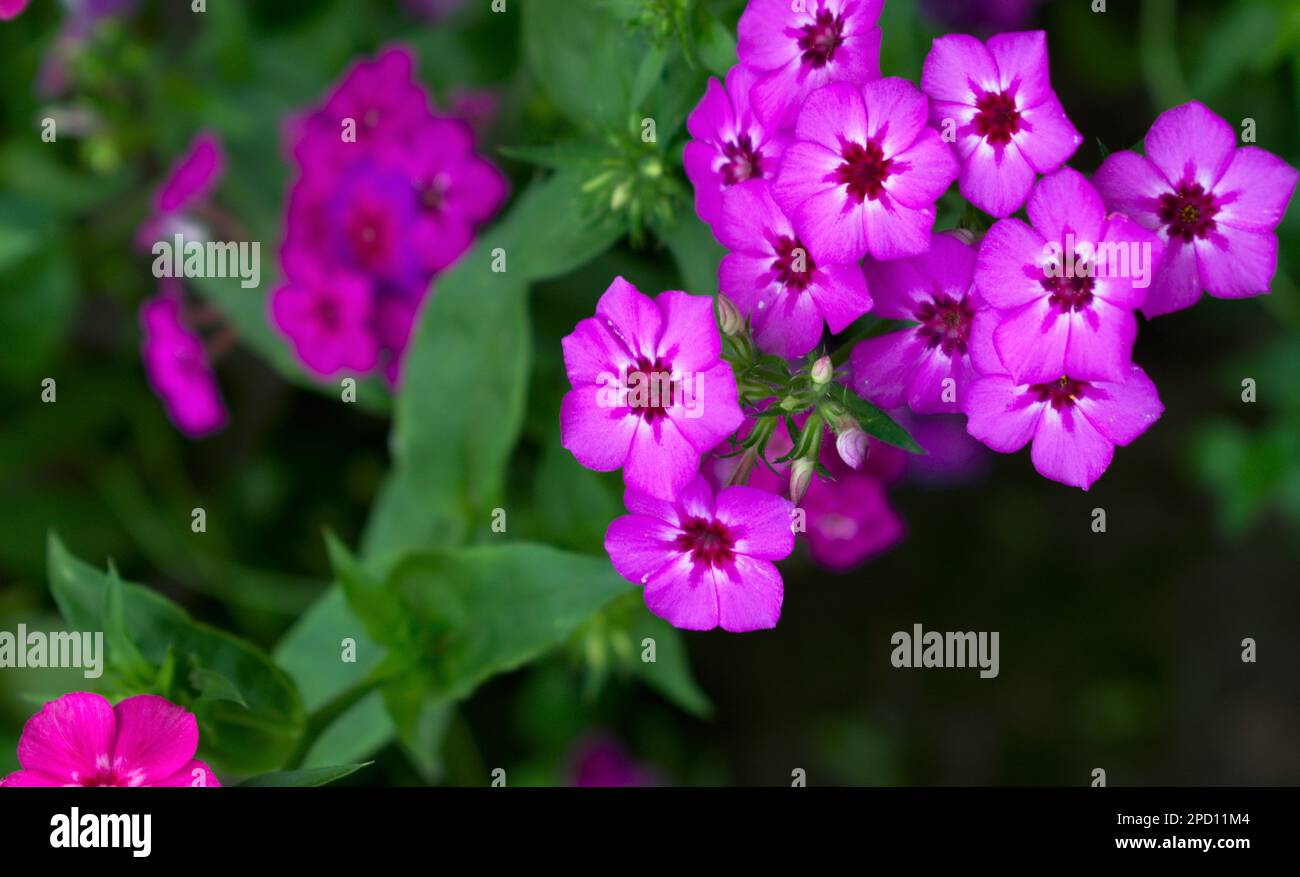Fiore viola Paesaggio Fotografia arte con spazio copia sfondo Foto Stock