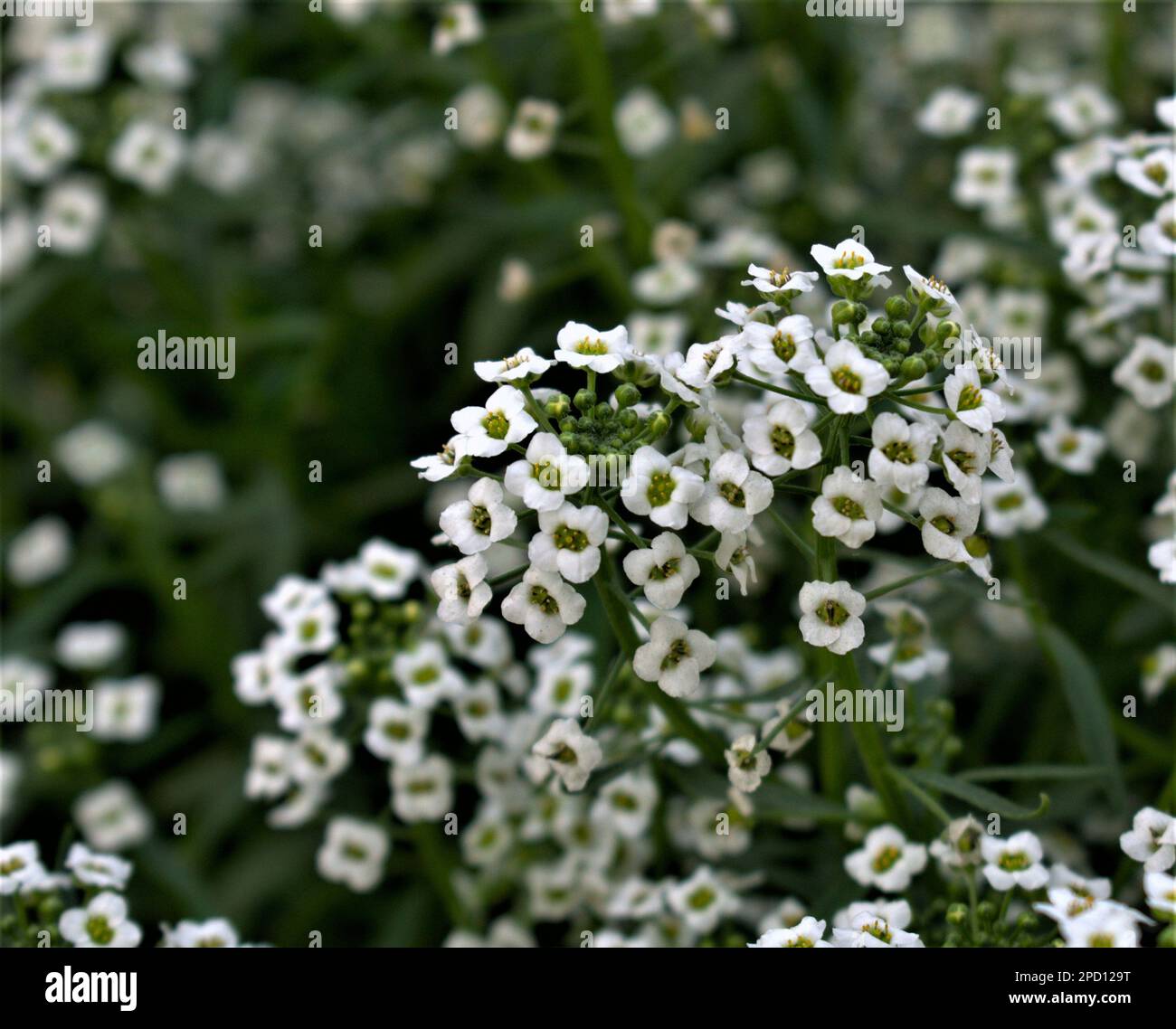 Simple Tiny White perennials Flower Landscape Fotografia sfondo Foto Stock