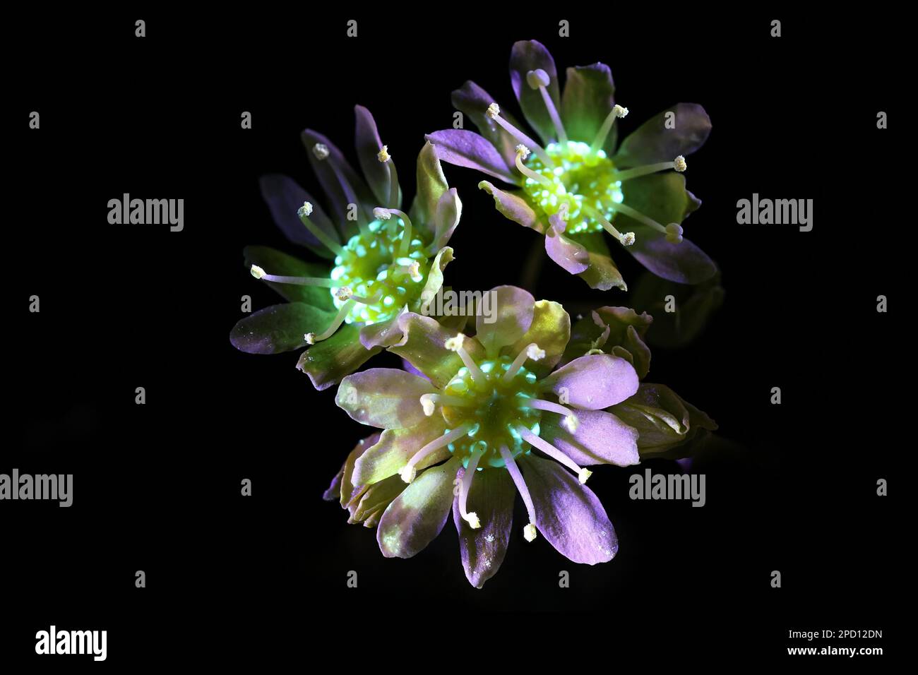 Fiori fluorescenti di acero norvegese Acer platanoides, fotografati in luce ultravioletta (365 nm) Foto Stock