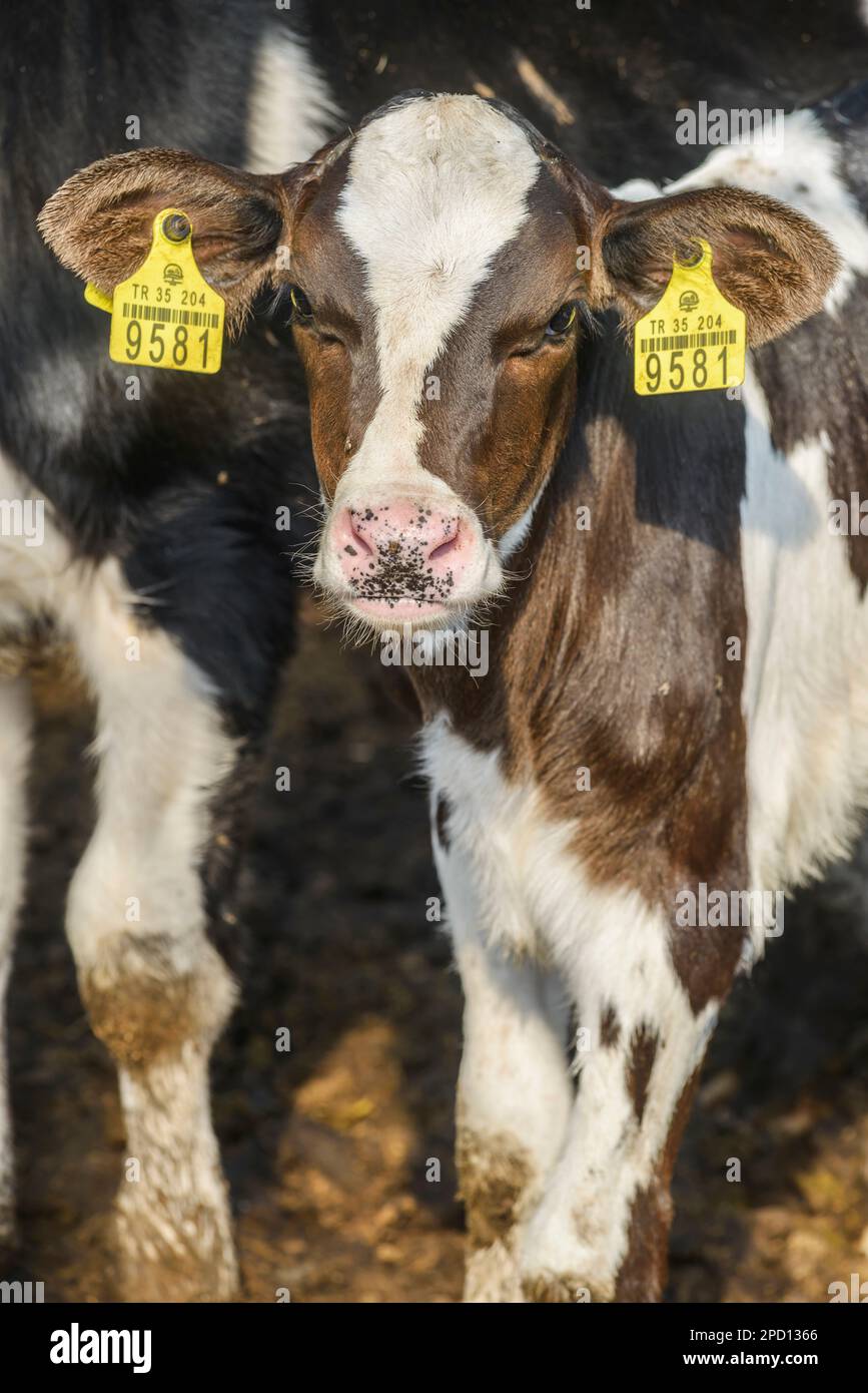 concetto di agricoltura, agricoltura e allevamento - mandria di mucche che mangiano fieno nella vacca in un caseificio Foto Stock