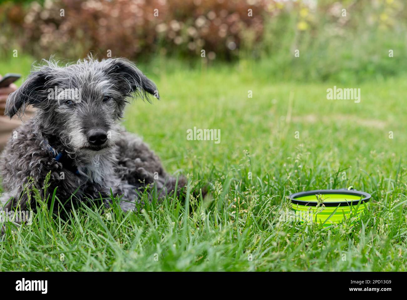 cane di razza mista bedlington terrier o bedlington wippet grigio lanuginoso anziano cane che riposa su erba verde accanto al cane acqua ciotola animali domestici adozione cura e w Foto Stock