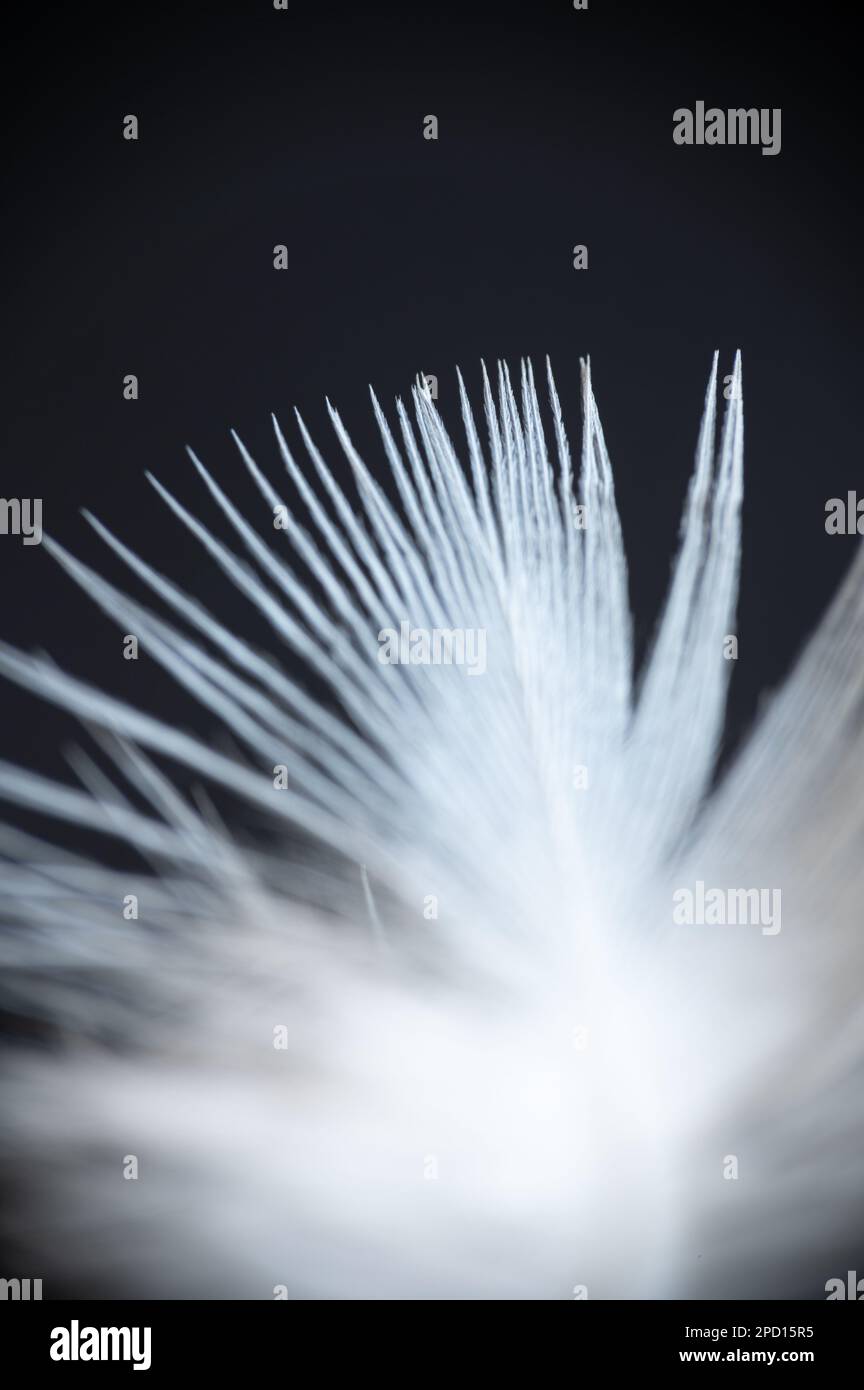Primo piano estremo di una piuma bianca. Fotografia macro. Foto Stock
