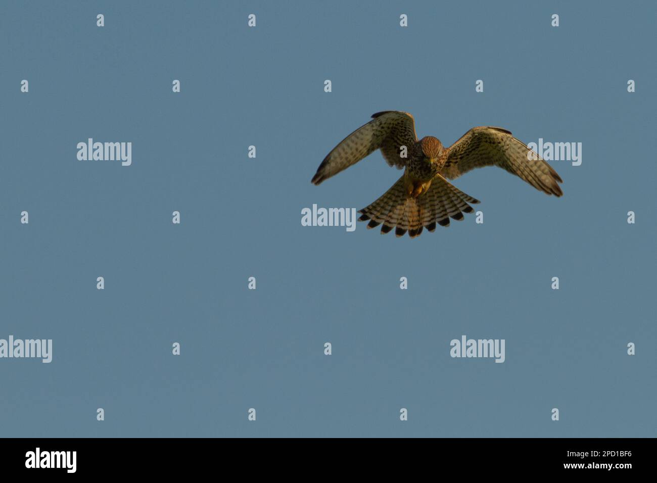 Il gheppio (Falco tinnunculus) è un uccello della famiglia dei Falconidi. È anche noto come t Foto Stock