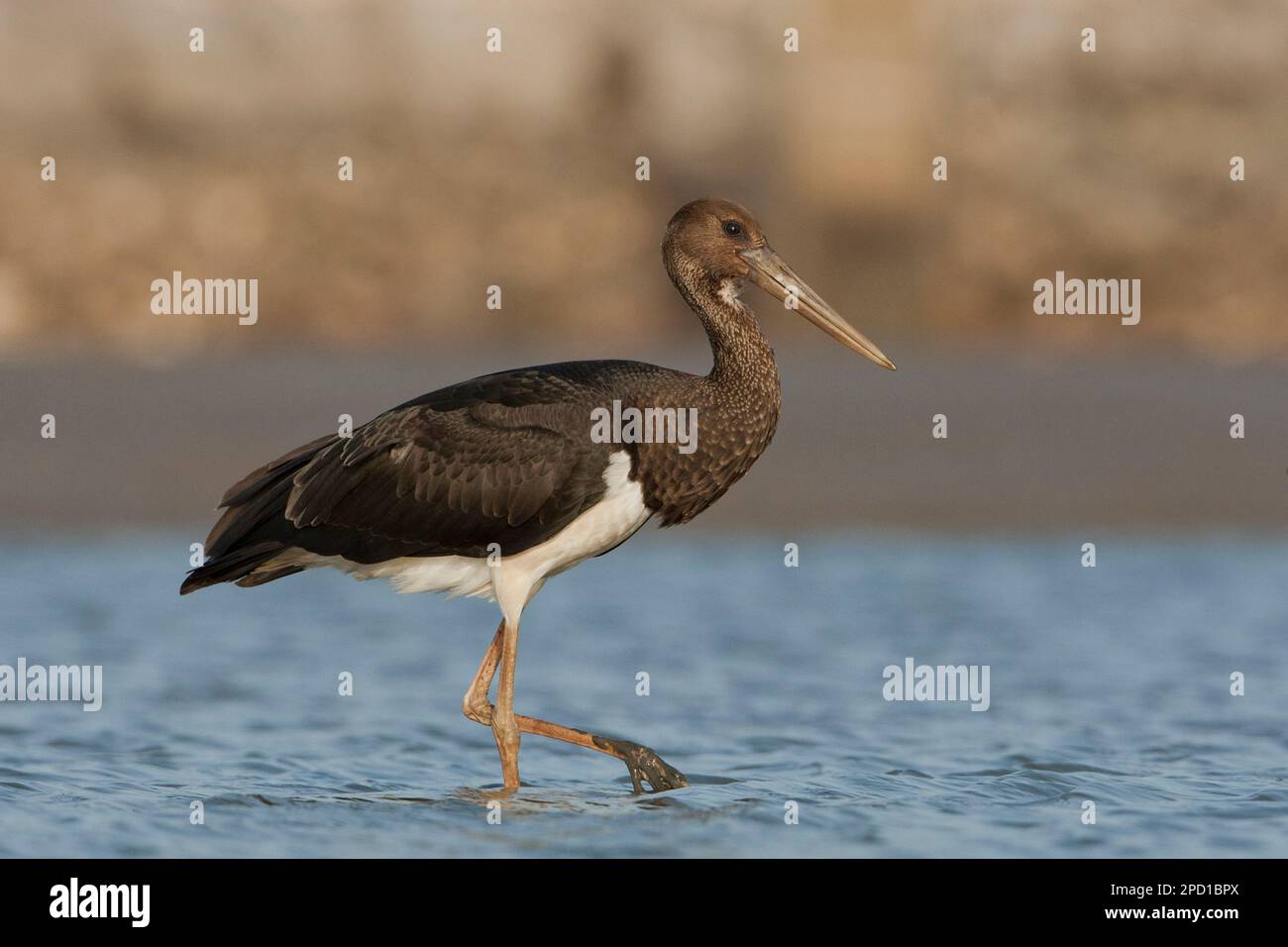 Cicogna nera (Ciconia nigra) che foraging per cibo in acque poco profonde fotografato in Israele questo wader abita zone umide, nutrirsi di pesci, piccoli animali Foto Stock