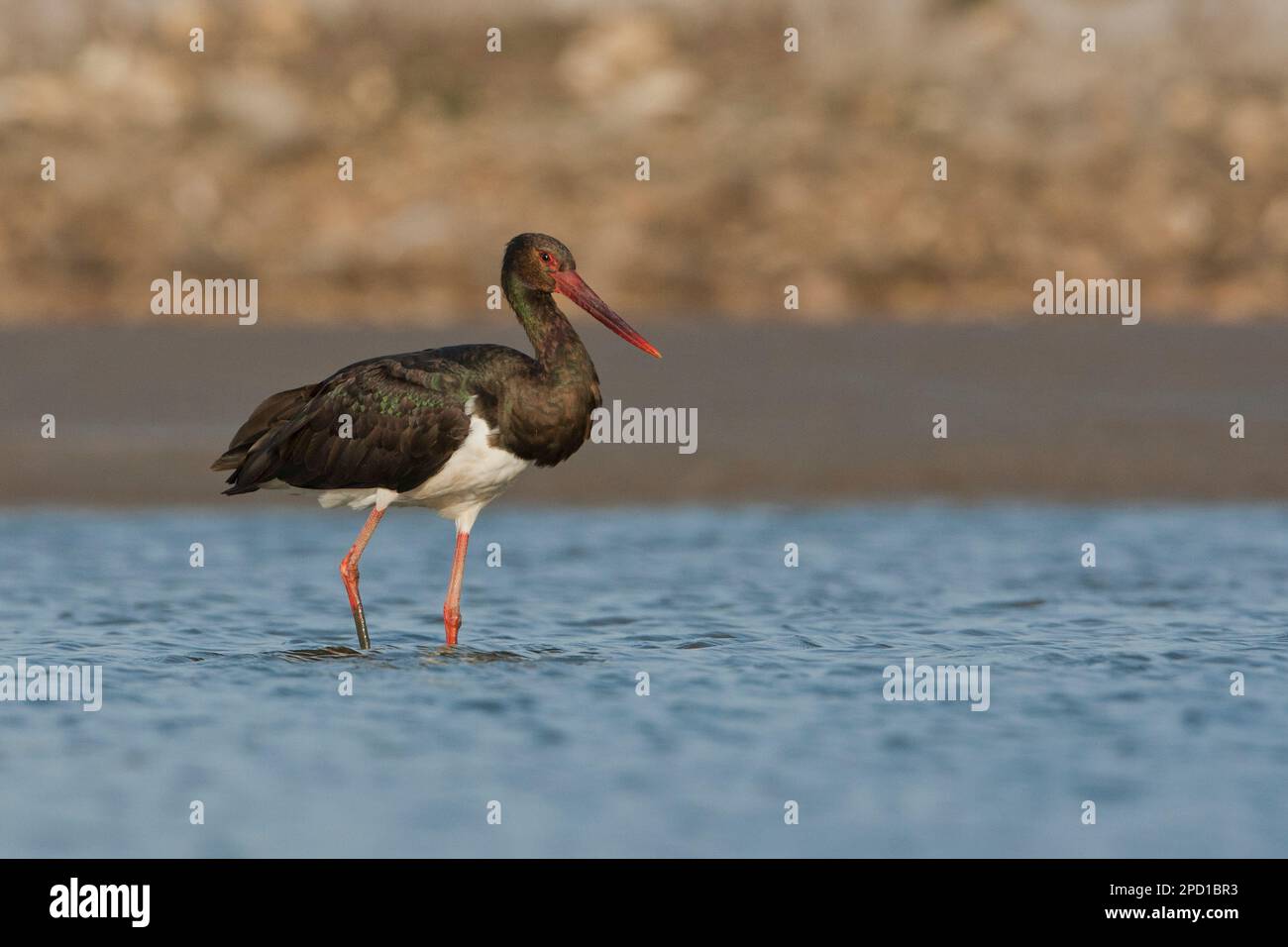 Cicogna nera (Ciconia nigra) che foraging per cibo in acque poco profonde fotografato in Israele questo wader abita zone umide, nutrirsi di pesci, piccoli animali Foto Stock