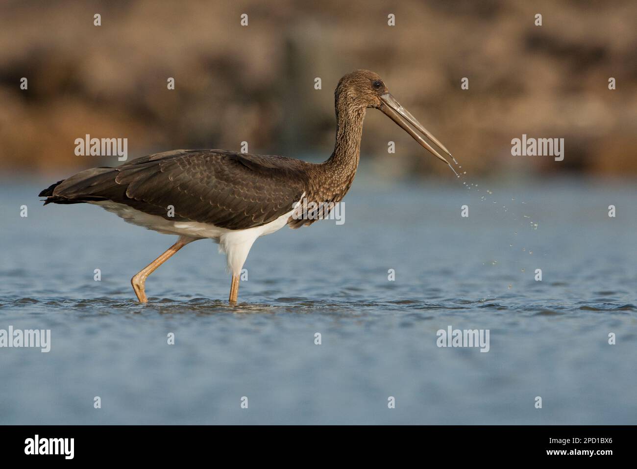 Cicogna nera (Ciconia nigra) che foraging per cibo in acque poco profonde fotografato in Israele questo wader abita zone umide, nutrirsi di pesci, piccoli animali Foto Stock